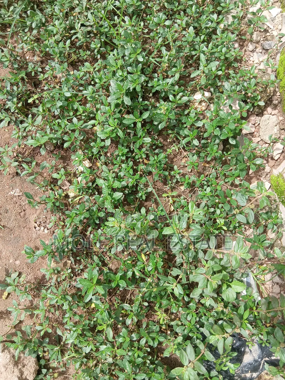 917sqm Plot 4 Sale / (Jv) Ikeja Prime Location in Ikeja