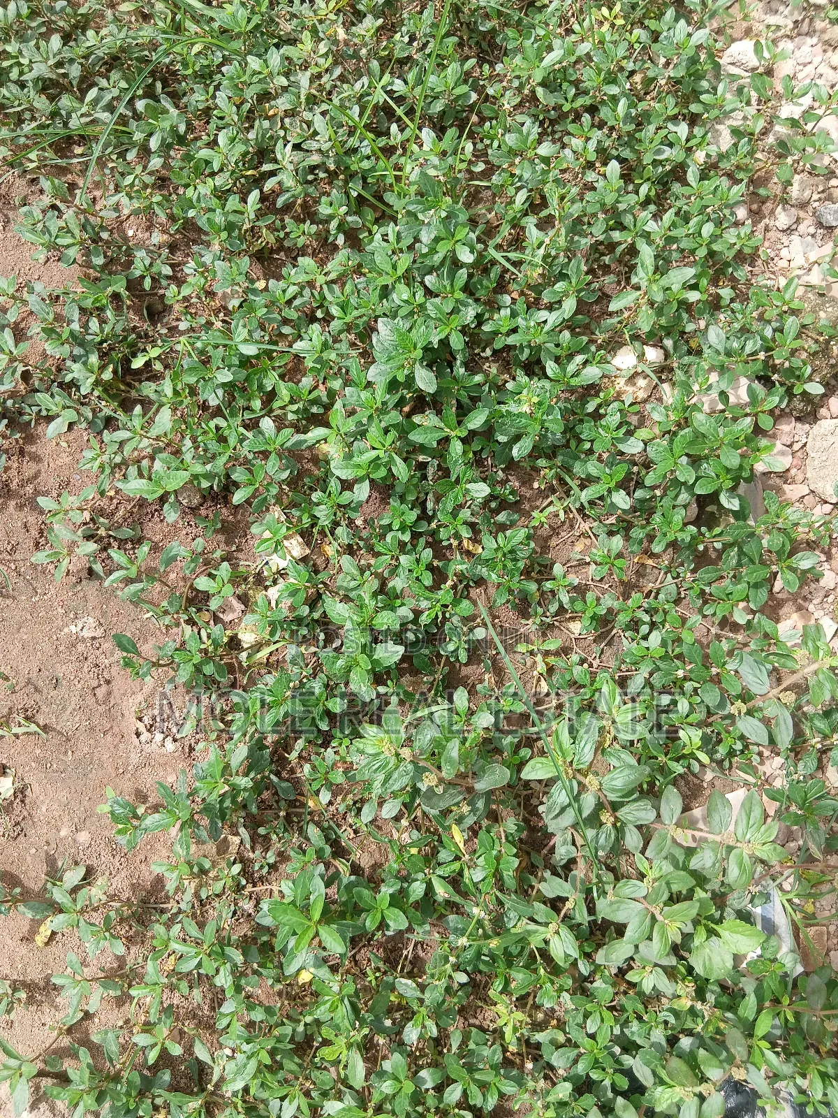 917sqm Plot 4 Sale / (Jv) Ikeja Prime Location in Ikeja