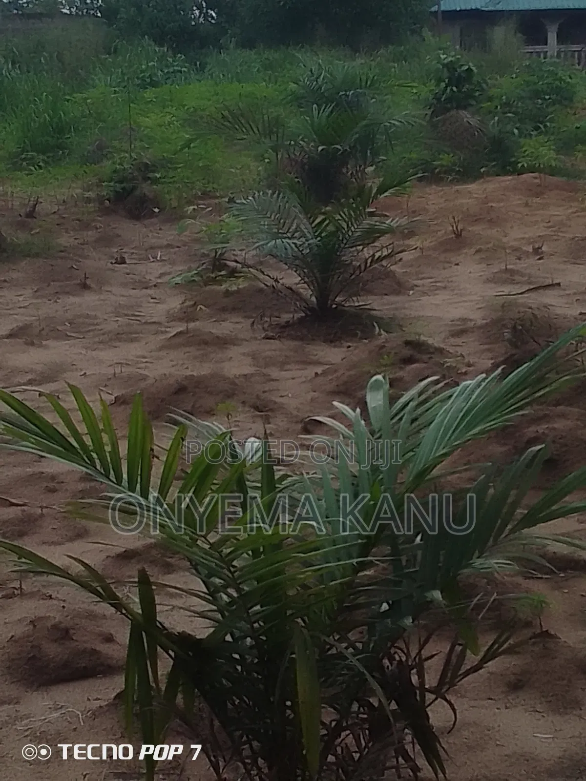 Young Palm Plantation for Sale in Ukwa