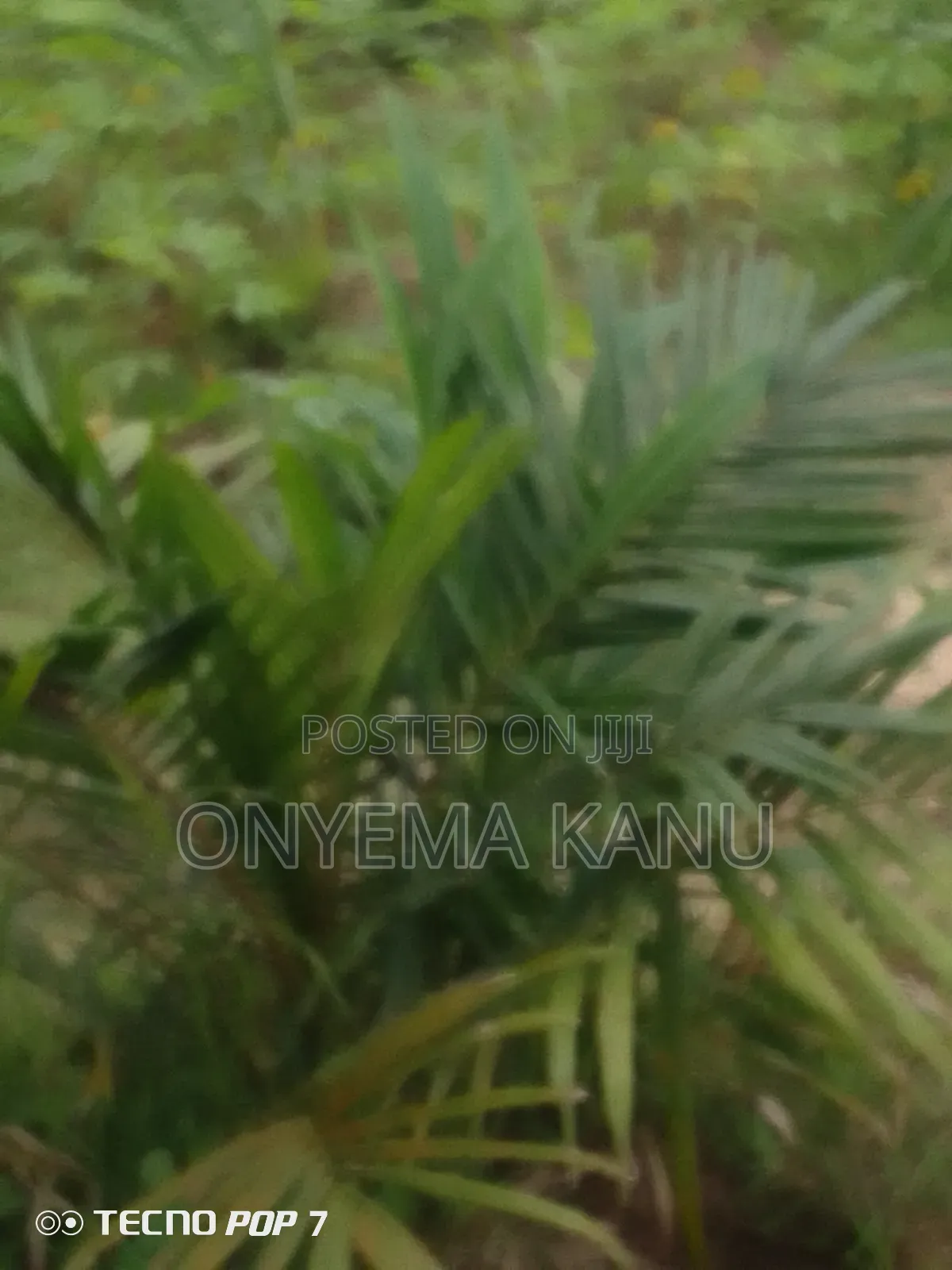 Young Palm Plantation for Sale in Ukwa