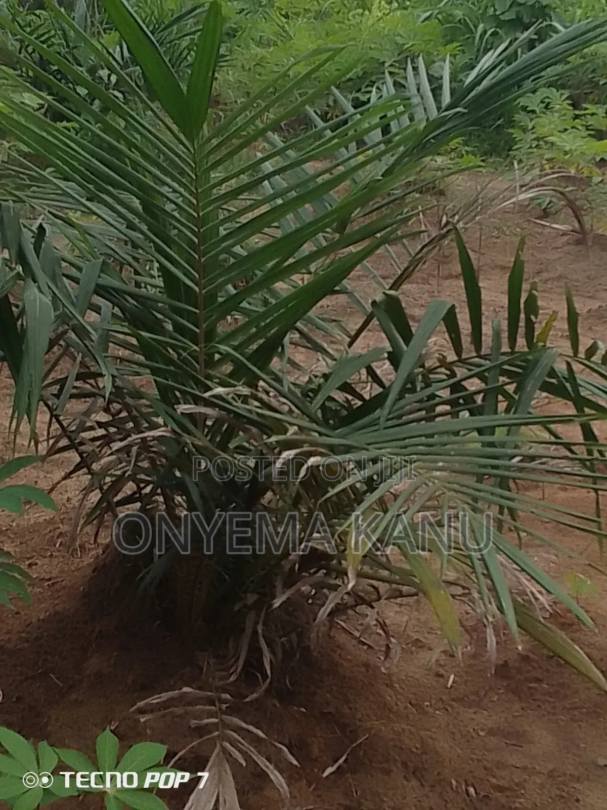 Young Palm Plantation for Sale in Ukwa