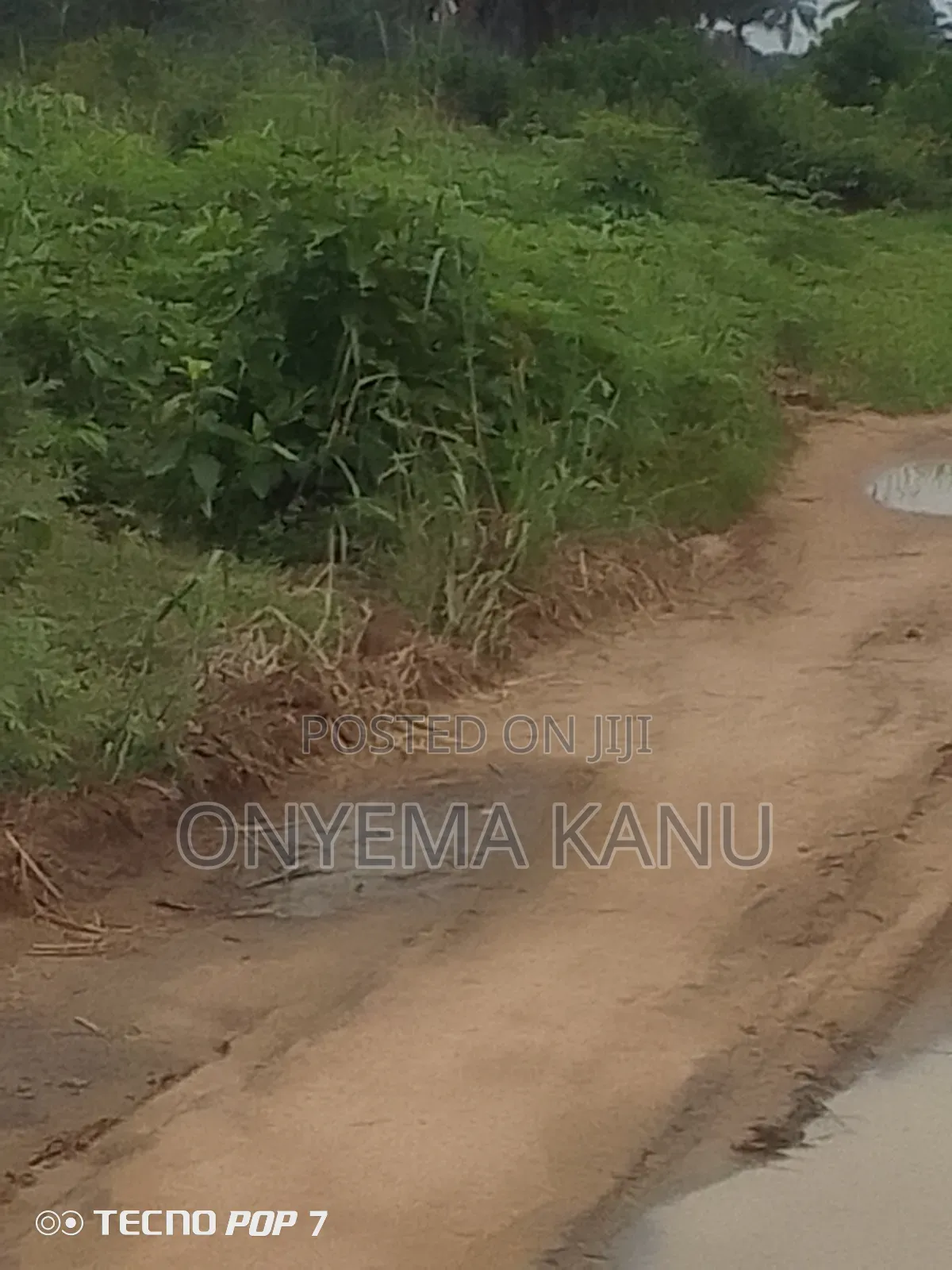 Young Palm Plantation for Sale in Ukwa