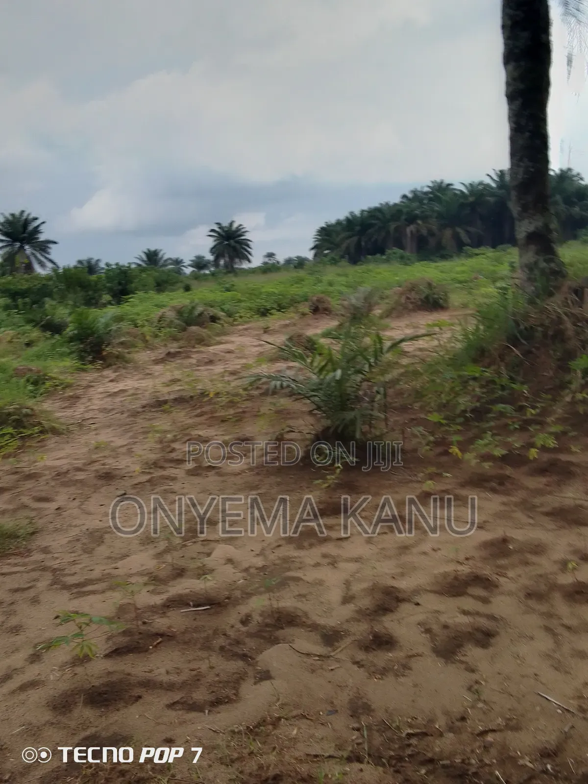 Young Palm Plantation for Sale in Ukwa
