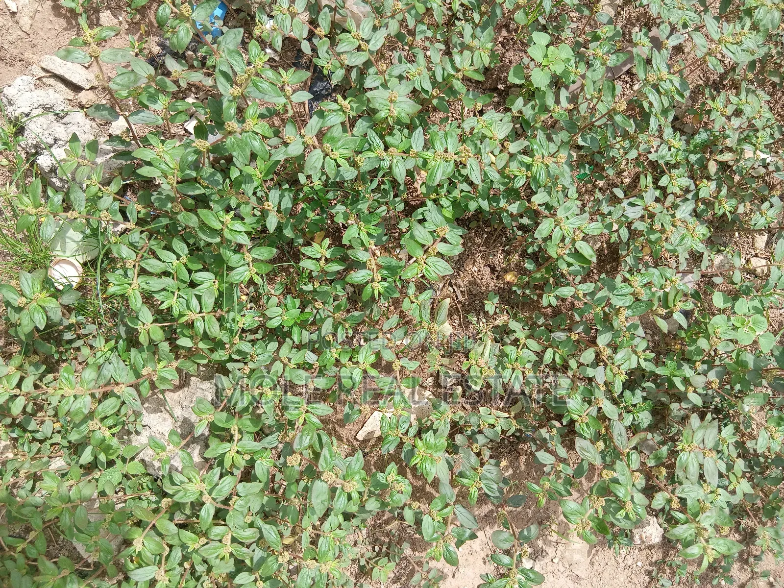 900sqm (One Half ) Plot Opp GTB Carwash Egbeda in Egbeda / Egbeda