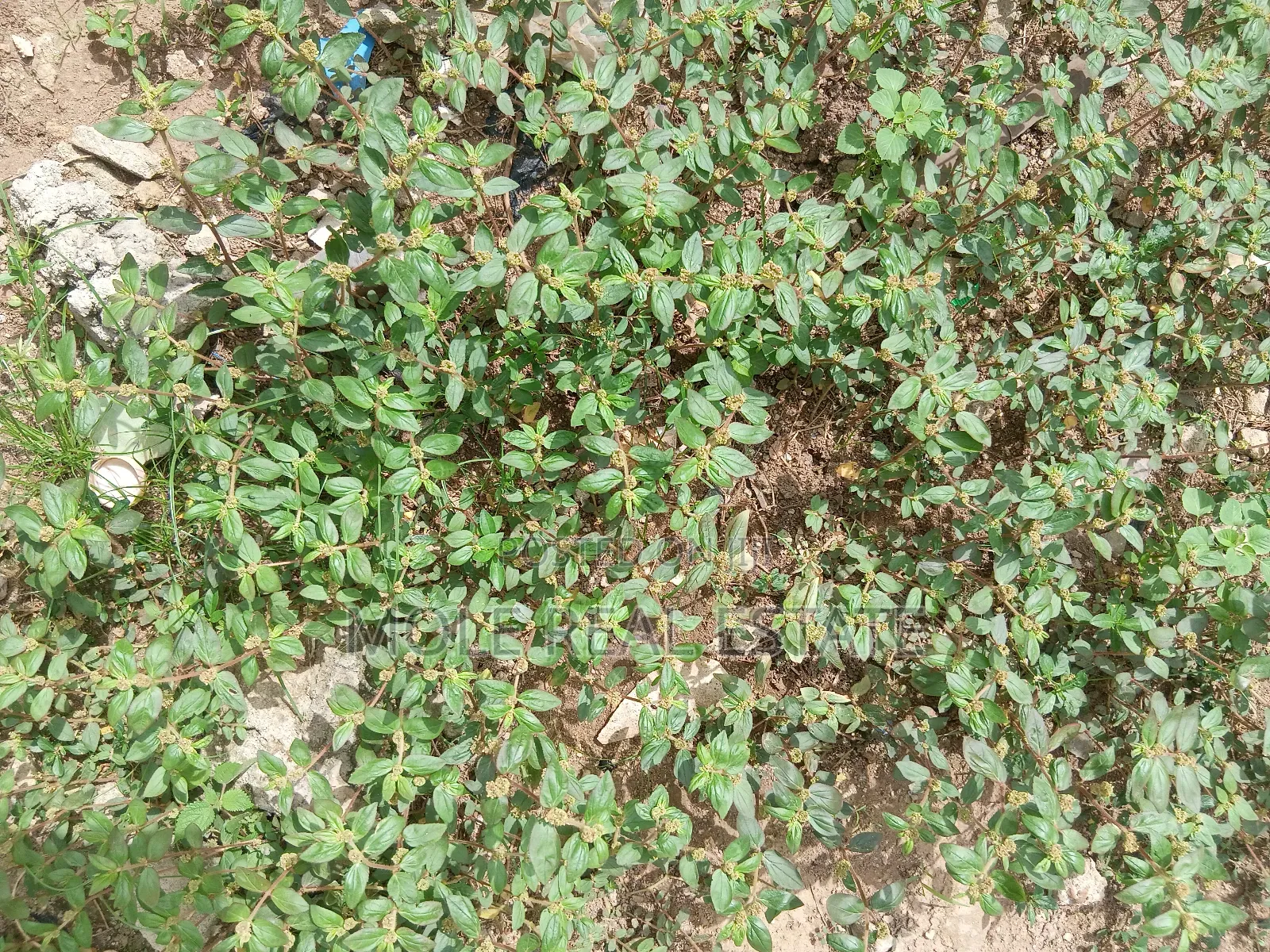 900sqm (One Half ) Plot Opp GTB Carwash Egbeda in Egbeda / Egbeda