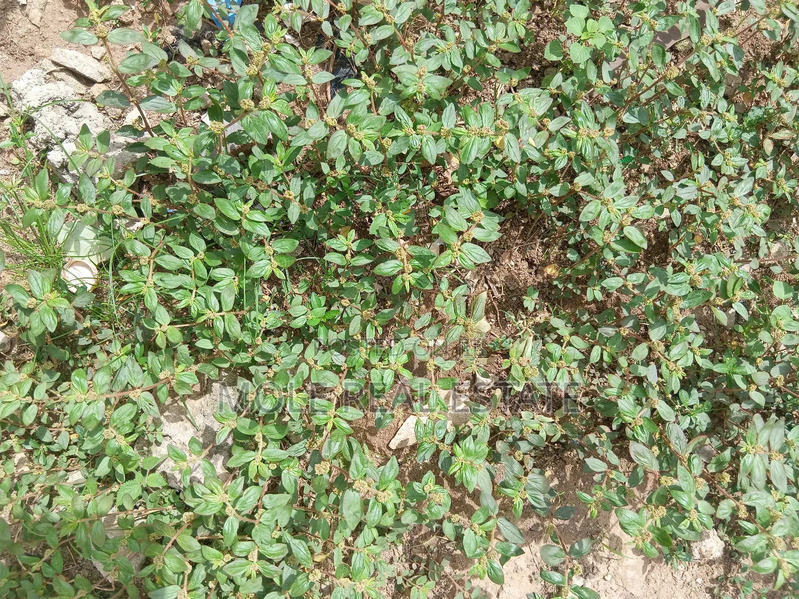 900sqm (One Half ) Plot Opp GTB Carwash Egbeda in Egbeda / Egbeda