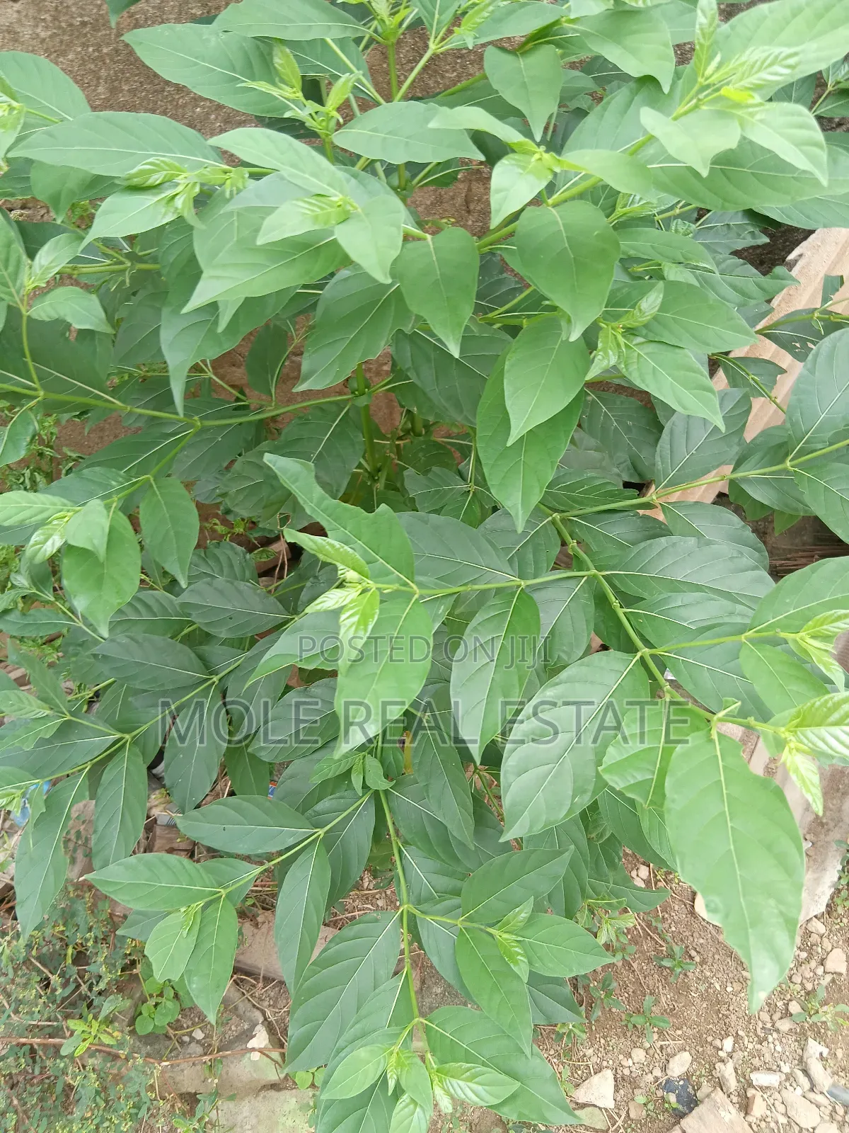 5100sqm Plots Facing Rd Akesan B/S Lasu Isheri Way in Ikotun/Igando
