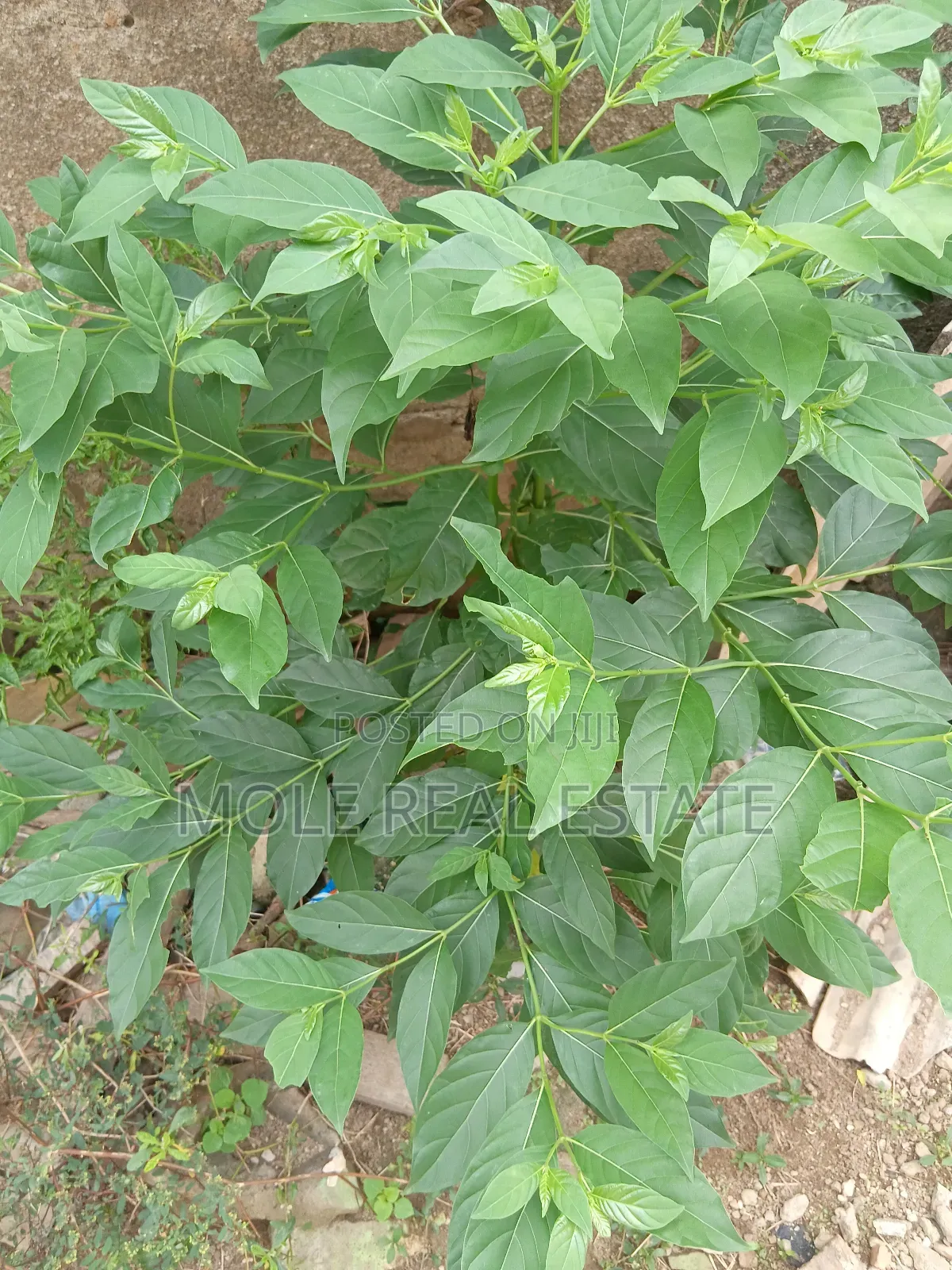 5100sqm Plots Facing Rd Akesan B/S Lasu Isheri Way in Ikotun/Igando