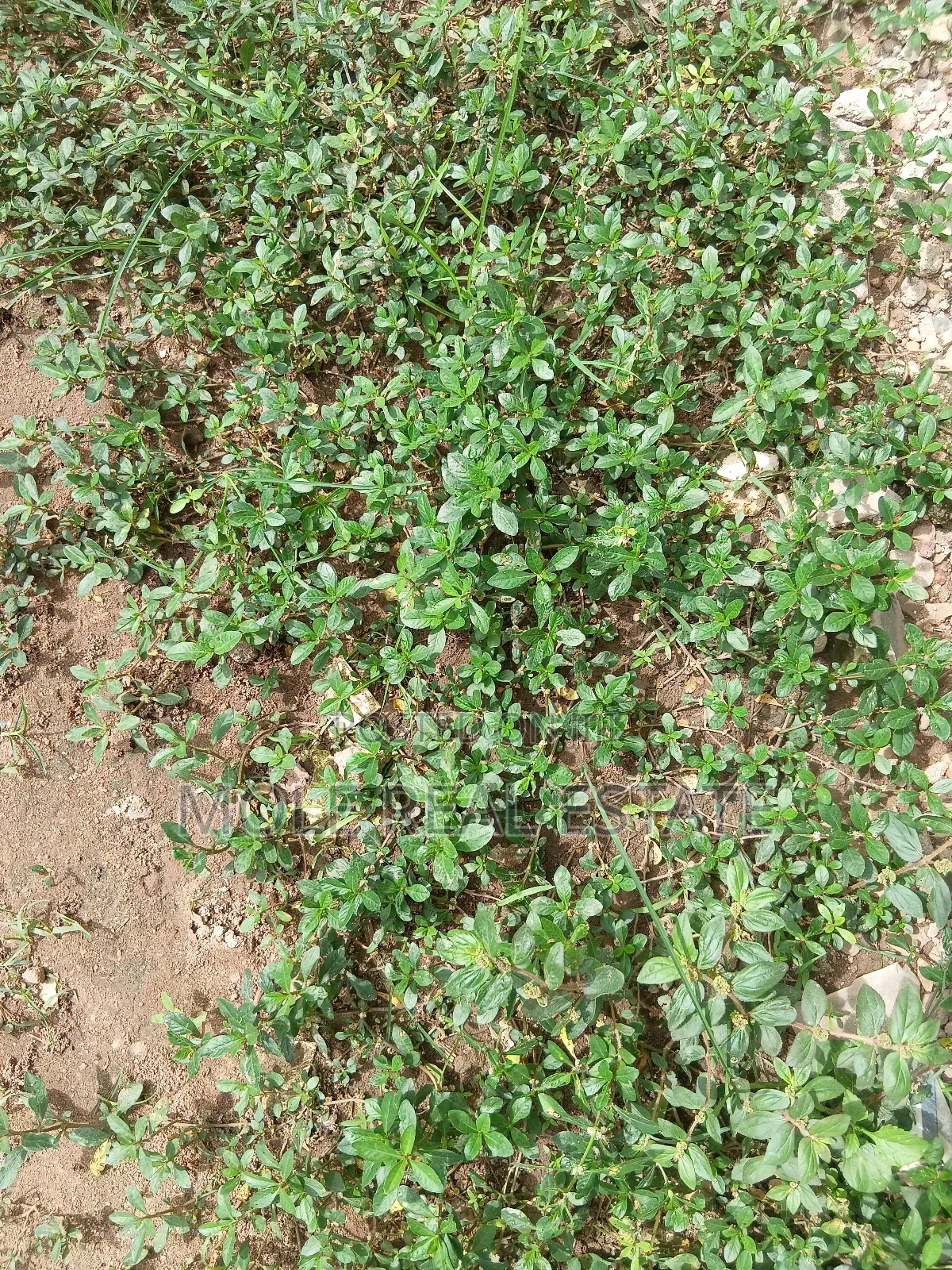 1200sqm ( 2 Plots ) Facing Ijegun/Jakande Rd in Ijegun
