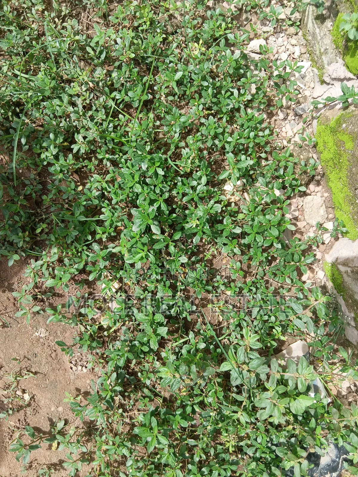 1 332 SQM Mende Maryland ( Jv) Joint Venture Biodun Oyebolu in Maryland