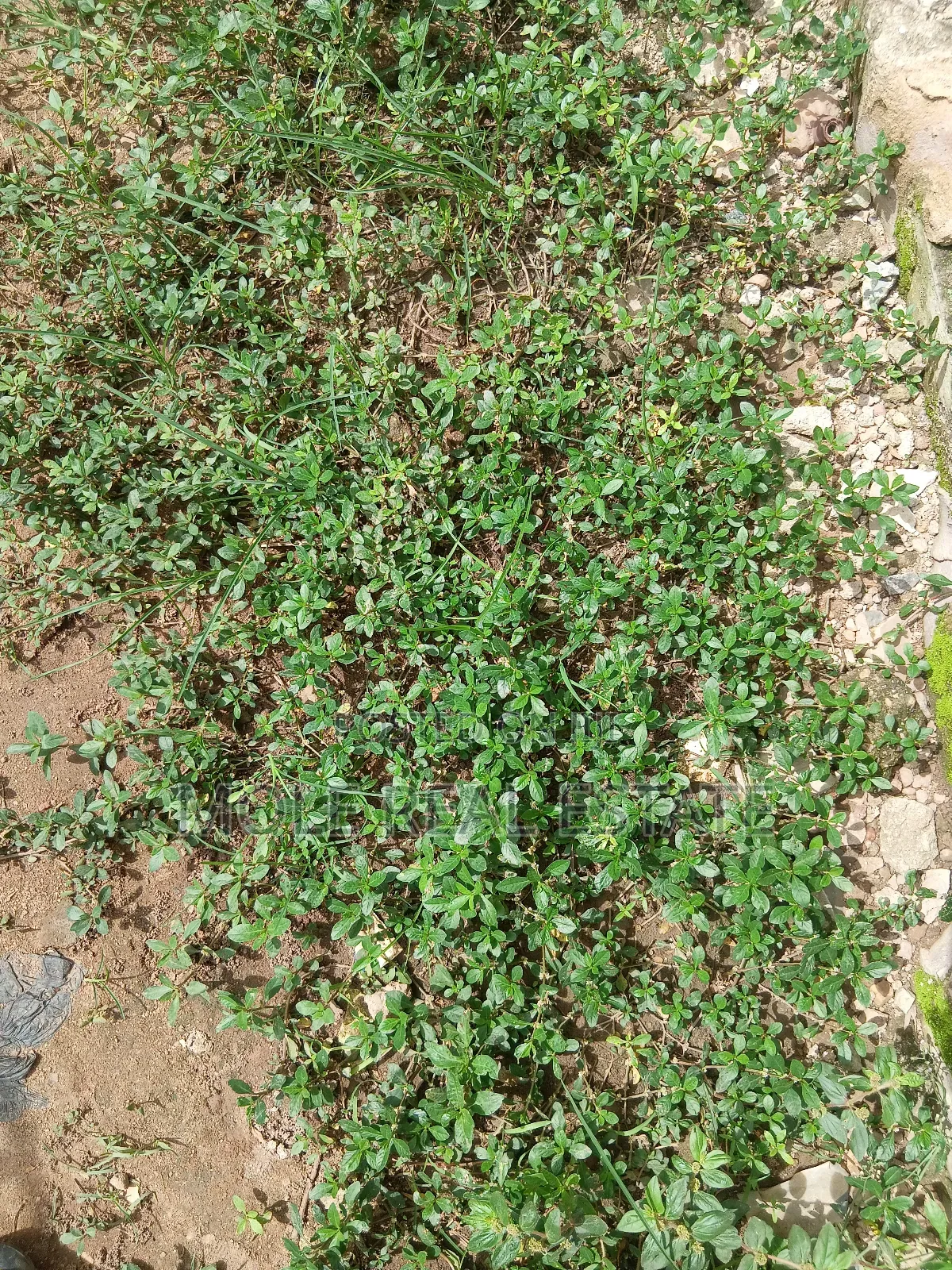 1 332 SQM Mende Maryland ( Jv) Joint Venture Biodun Oyebolu in Maryland