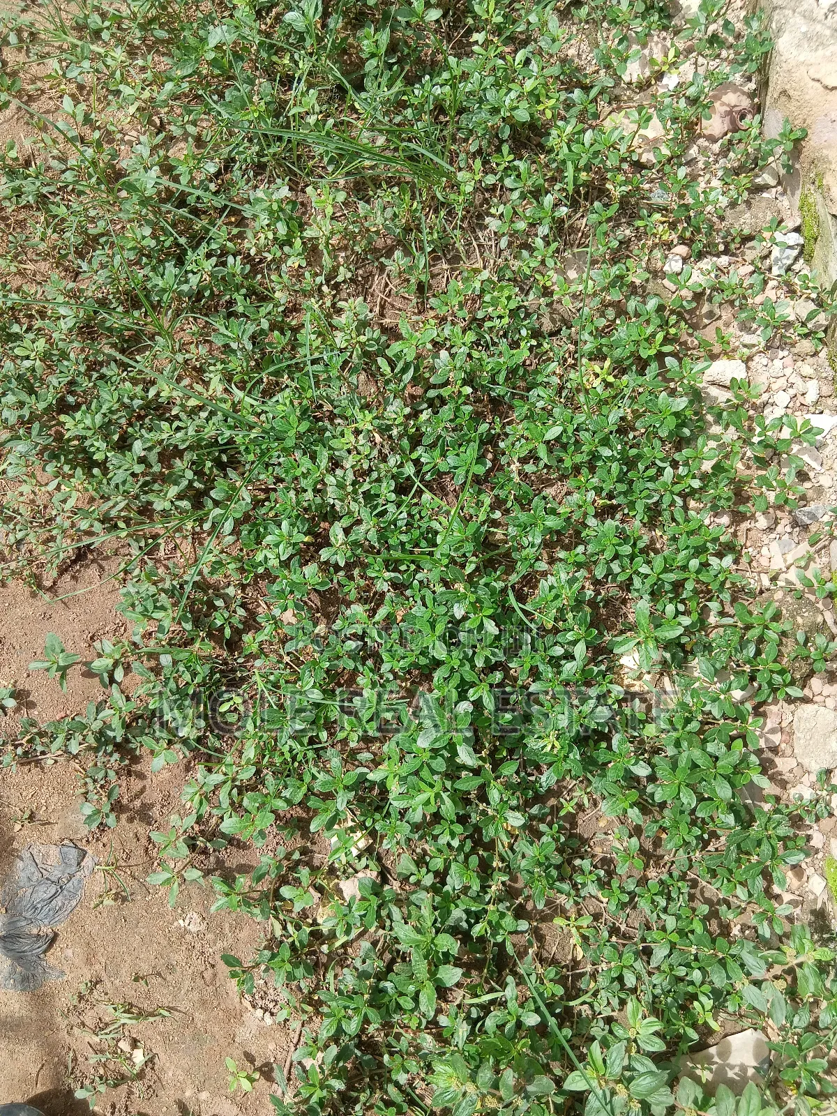 1 332 SQM Mende Maryland ( Jv) Joint Venture Biodun Oyebolu in Maryland