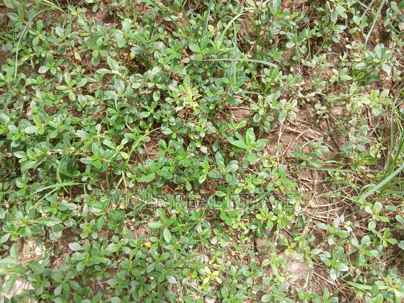 1600sqm Plot (Jv ) Ayodele Opebi. Rd Ikeja Joint Venture in Maryland