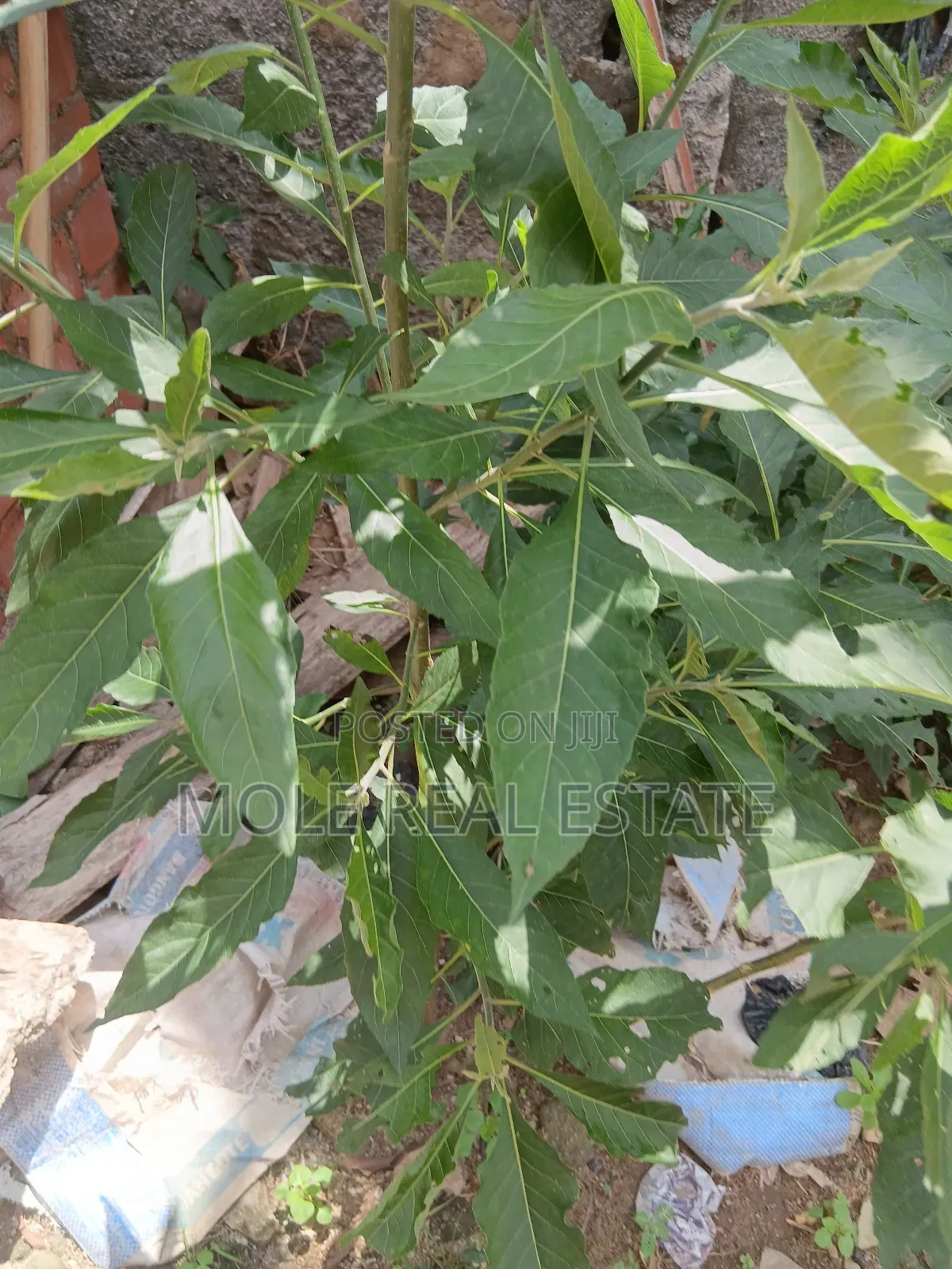 1700sqm Plots Ikoyi 4 Sale / ( Jv) Joint Venture June2025 in Old Ikoyi