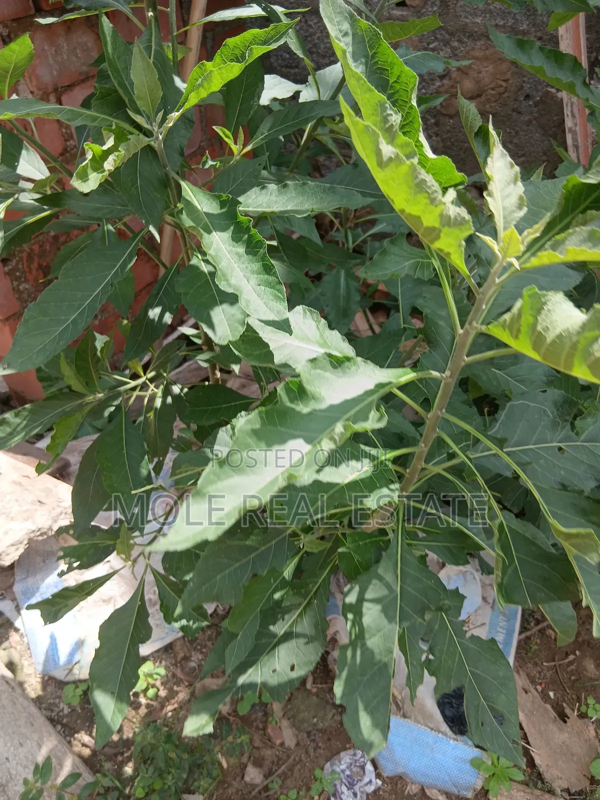 1700sqm Plots Ikoyi 4 Sale / ( Jv) Joint Venture June2025 in Old Ikoyi