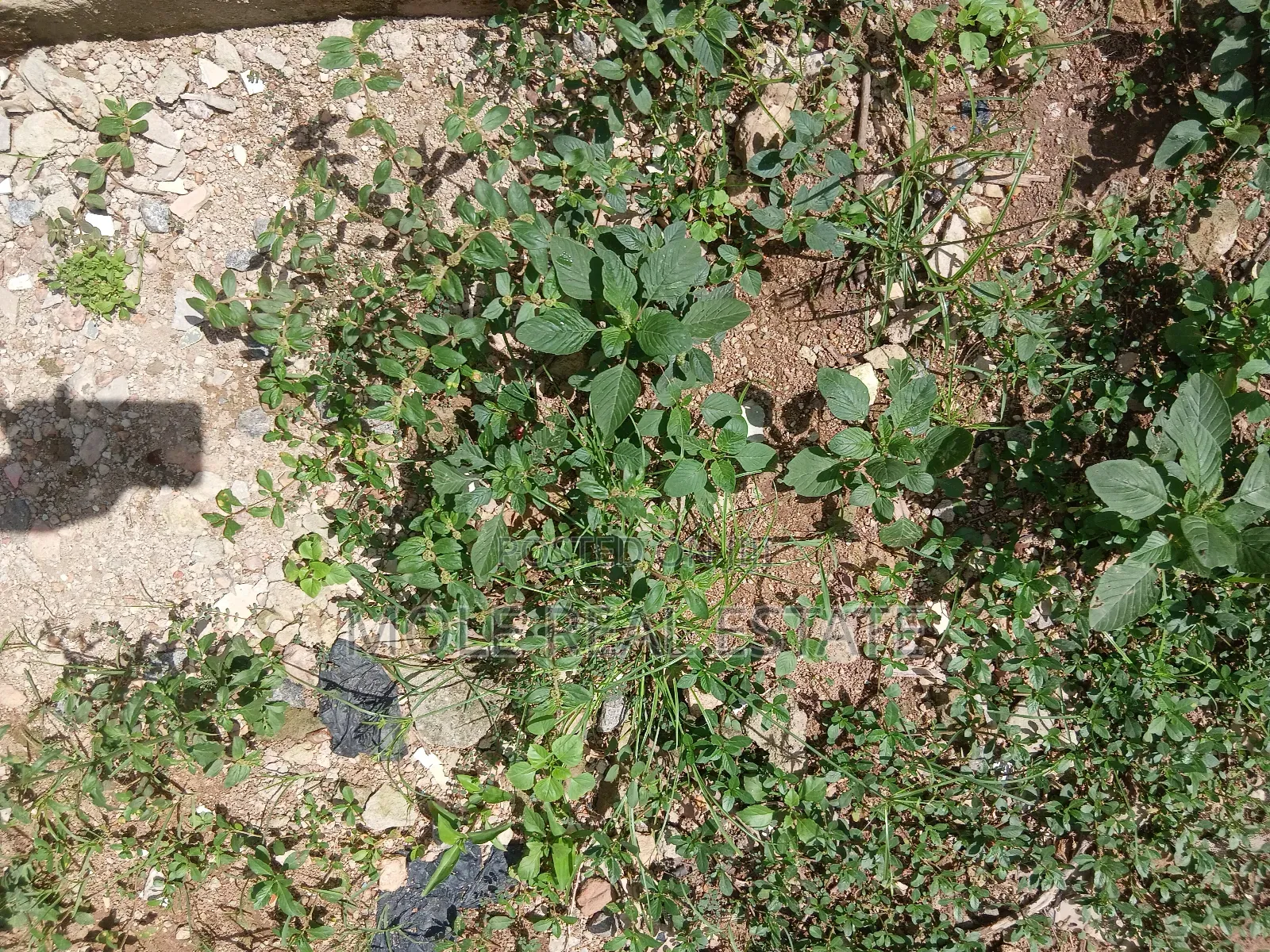 300sqm ( Half Plot) Fenc Agric Road Iguando Distres Sales in Igando / Ikotun/Igando