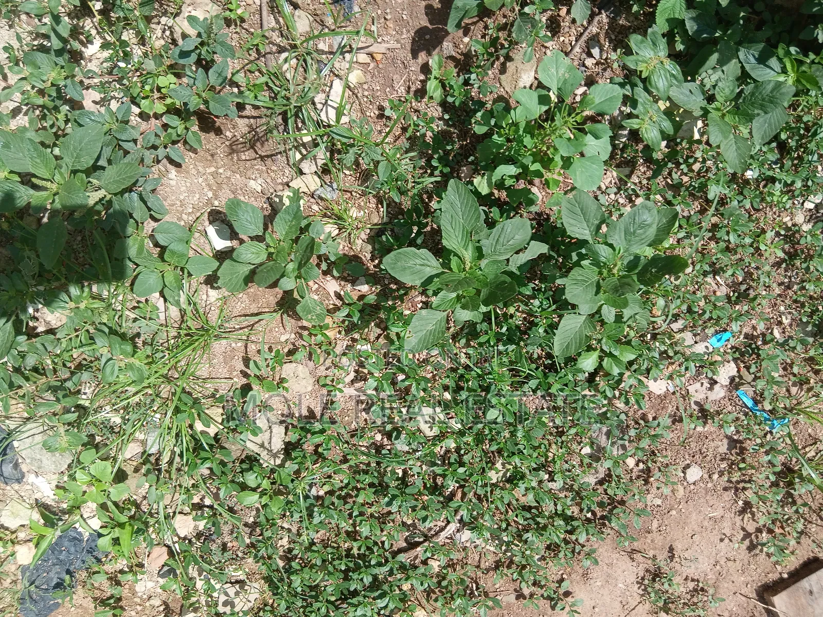 600sqm (Full Plot ) Governor's Rd Ikotun Prime in Ikotun/Igando