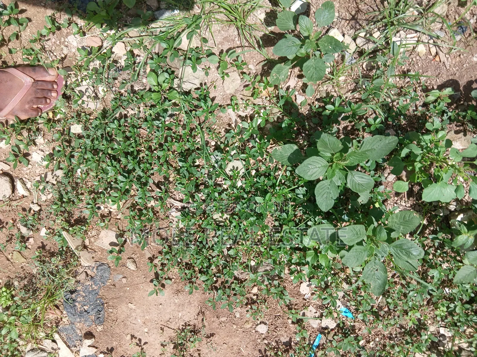 3000sqm Plot Eko Atlantic Jointventure No Premium in Abaranje