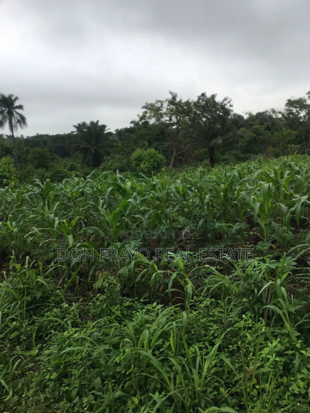 7 Acres of Farmland for Sale at Ojedeji Off Ijaye-Iseyin Exp in Ijaiye Orile