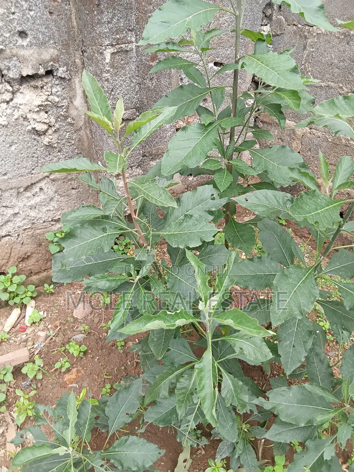 3 Full Plots Ikotun Iguando Prime Location in Igando / Ikotun/Igando