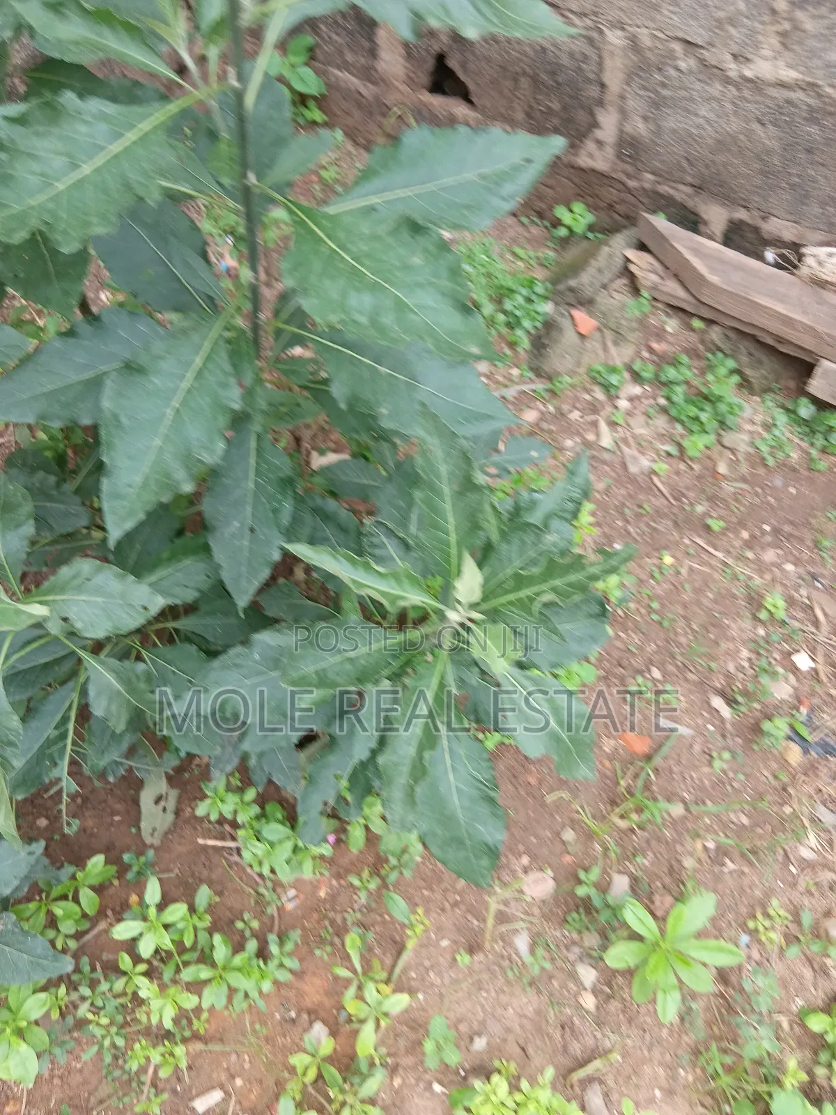 439.8 Sqm Commercial Plot Keffe Ikoyi Awolowo Way in Ikoyi