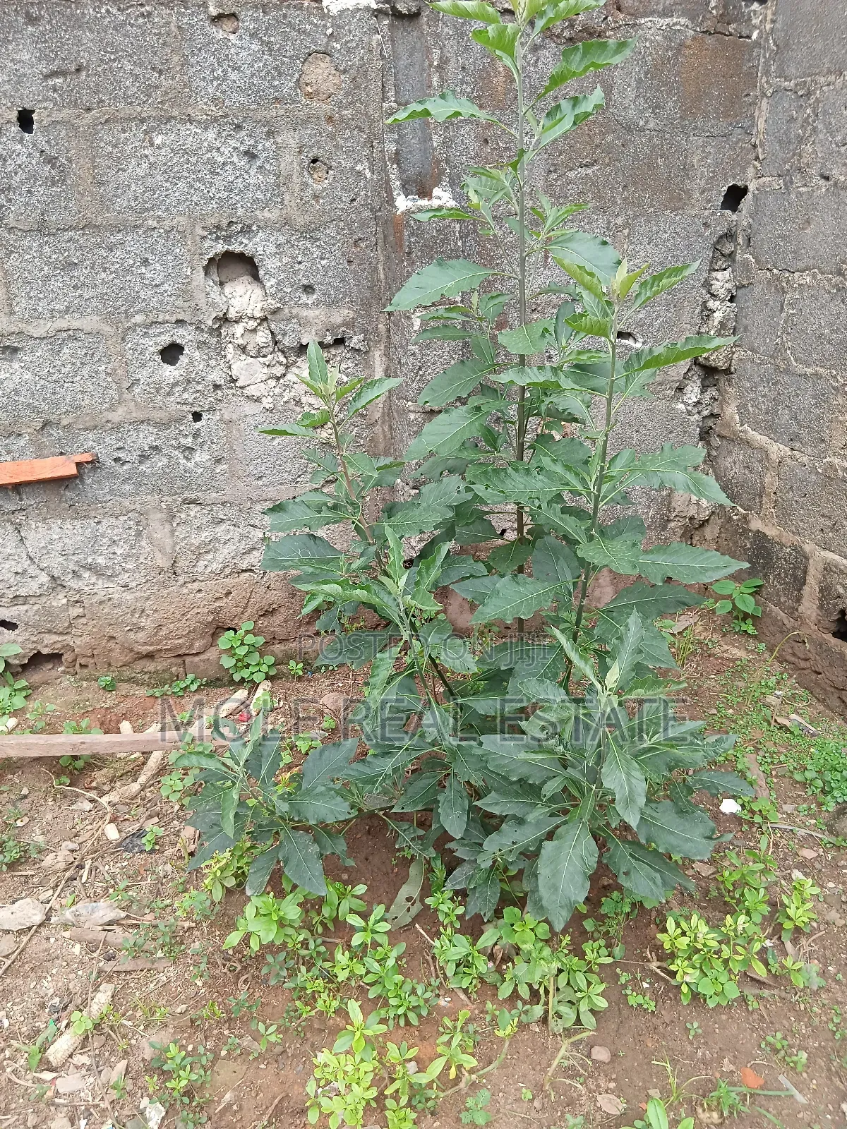 300sqm Plot Ishitu Iguando Guided Round Near Rd in Ikotun/Igando