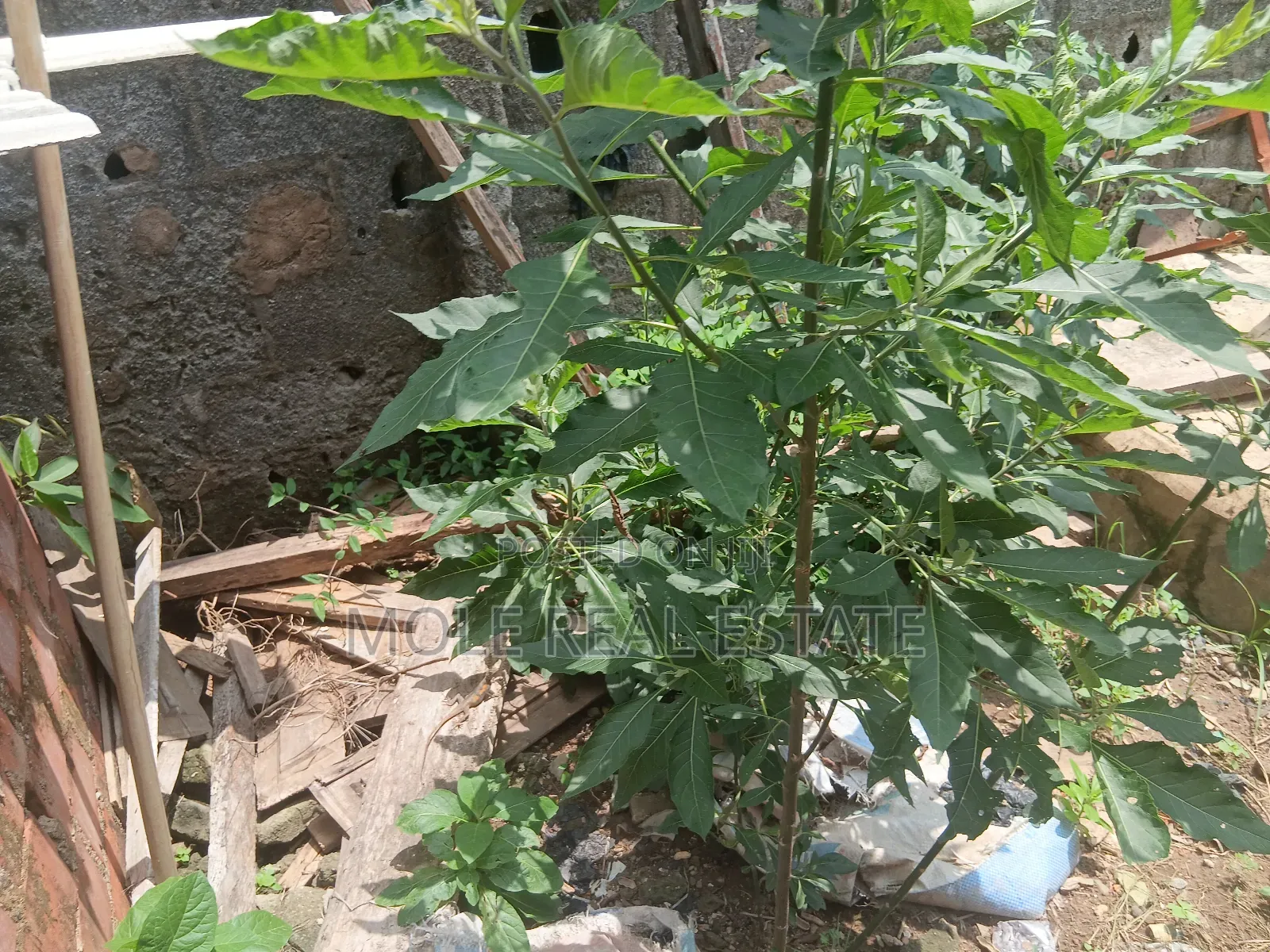 700sqm Plot Oba Akran Ikeja Prime Location in Oba Akran