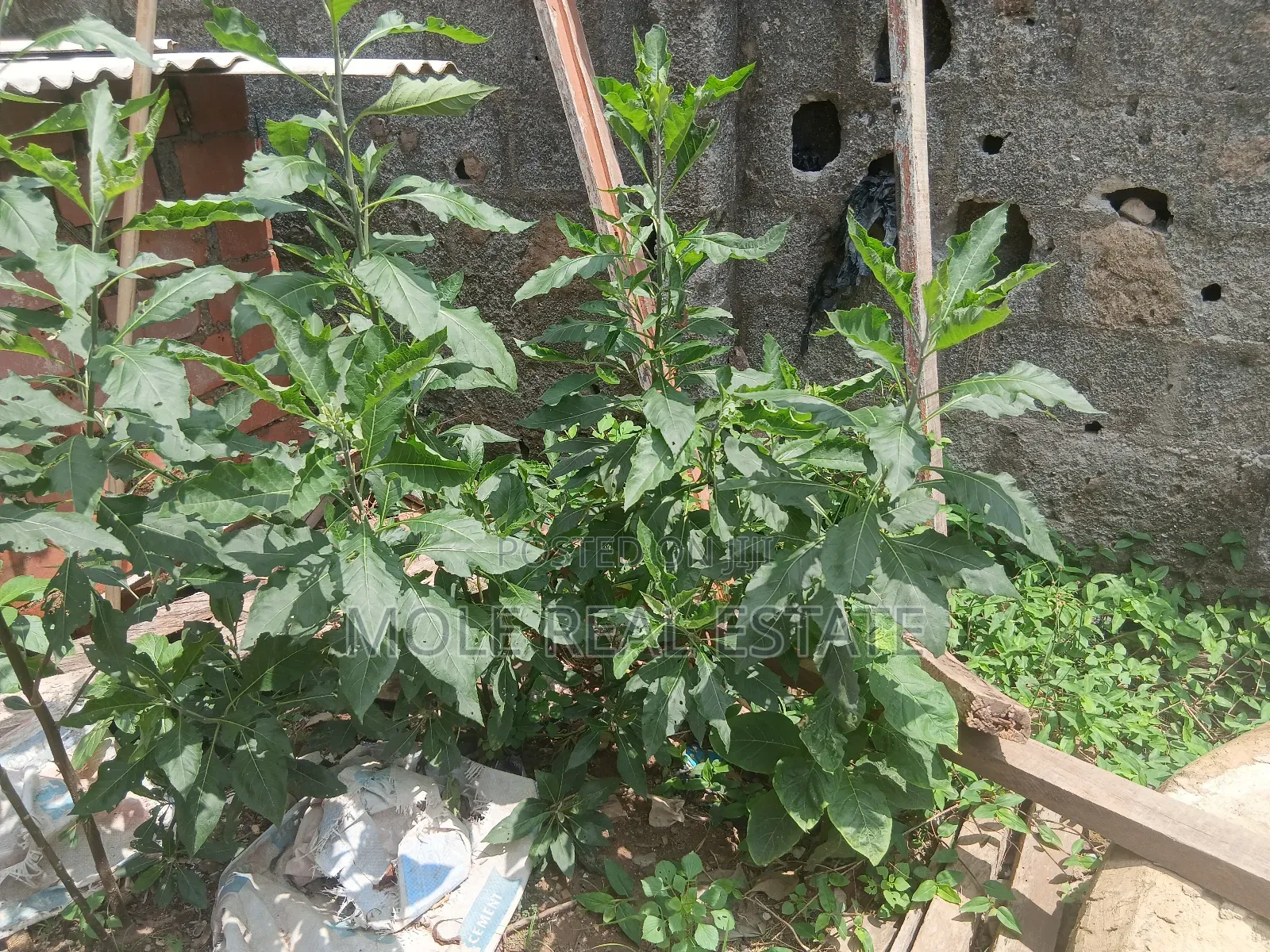 Massive 10 Plots Directly On Harris Drive Vgc in VGC / Ajah