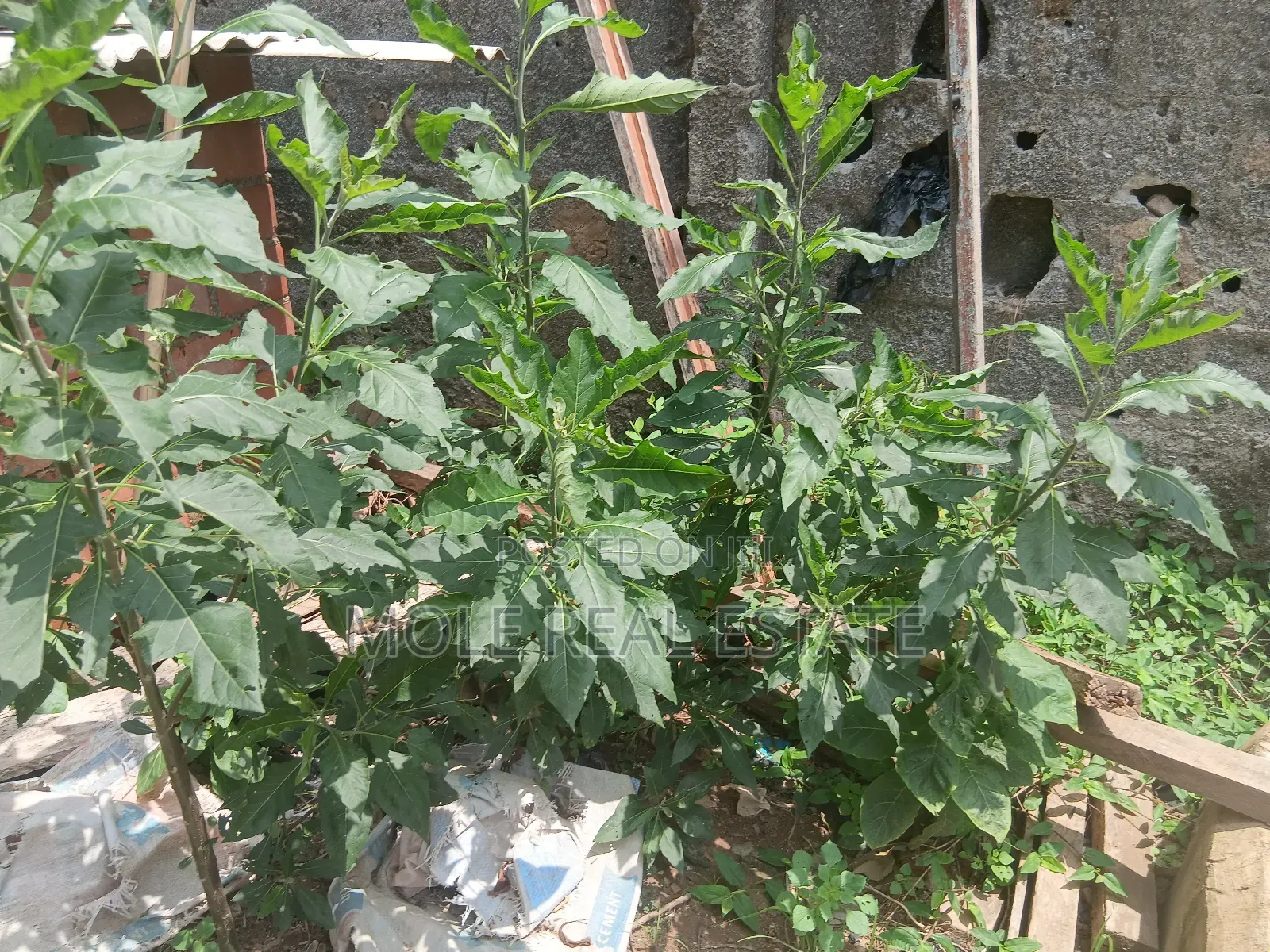Massive 10 Plots Directly On Harris Drive Vgc in VGC / Ajah