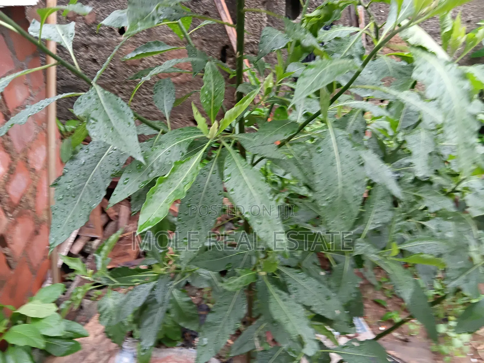 745sqm Plot Off Sanusi Fafunwa Str. Victoria Island in Victoria Island