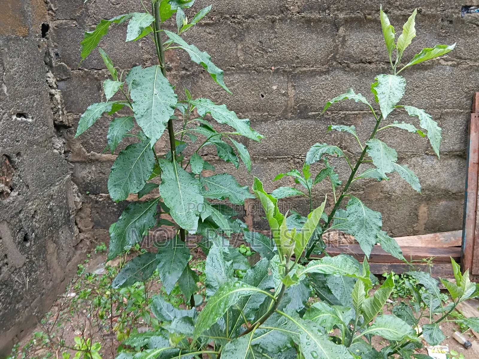 30ft by 130ft (Half Plot ) Isitu Iguando in Ikotun/Igando
