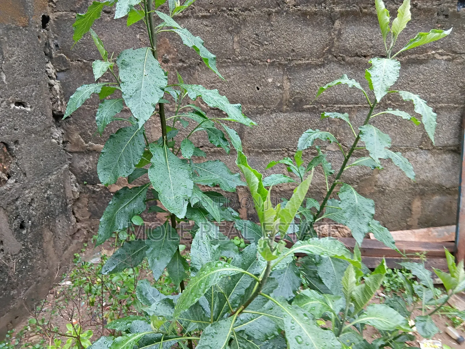 30ft by 130ft (Half Plot ) Isitu Iguando in Ikotun/Igando