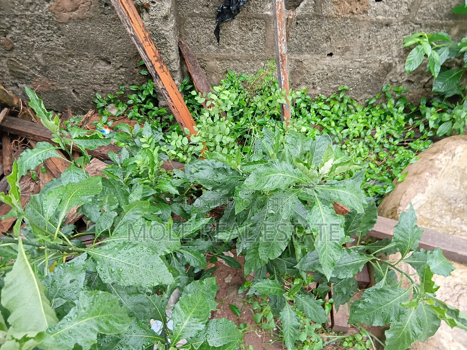 Full Plot of Land 4 Sale Pedro Rd Shomolu Bariga in Bariga / Shomolu