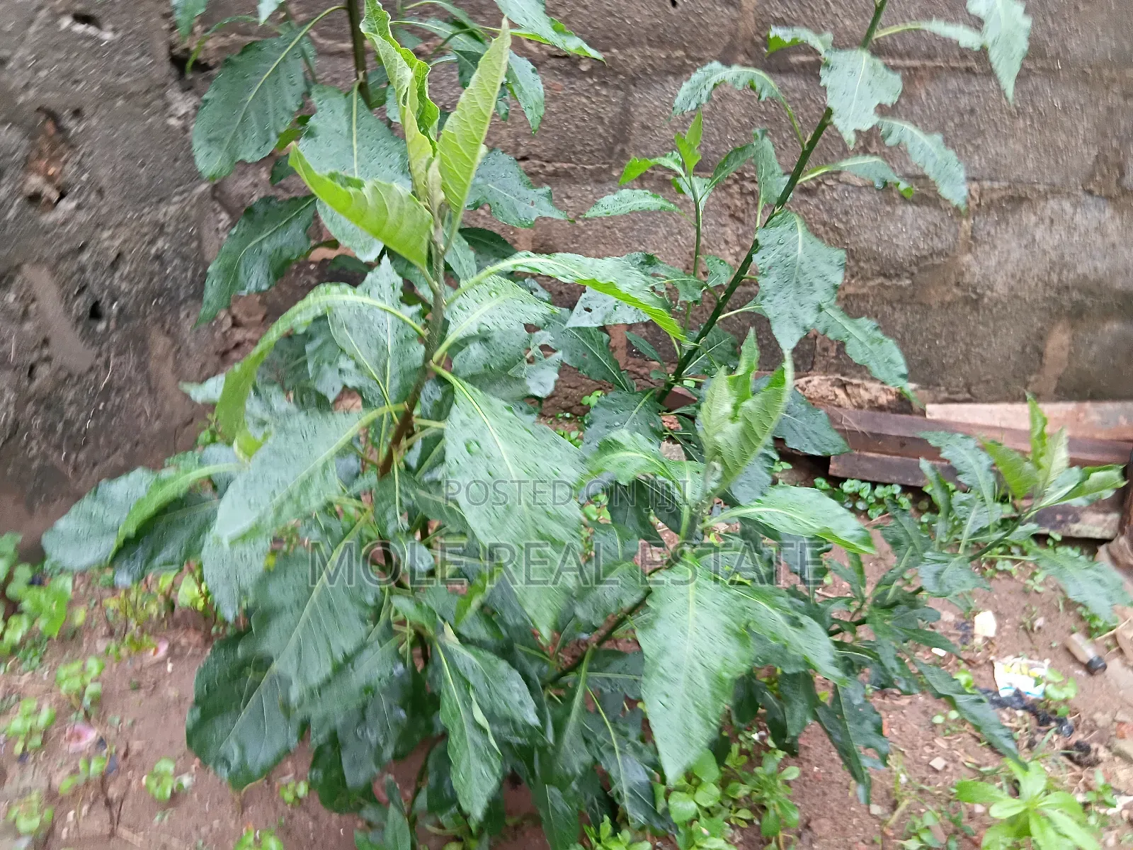 2 Acers Waterfront of Land Ebute Ikorodu Lagos in Ikorodu
