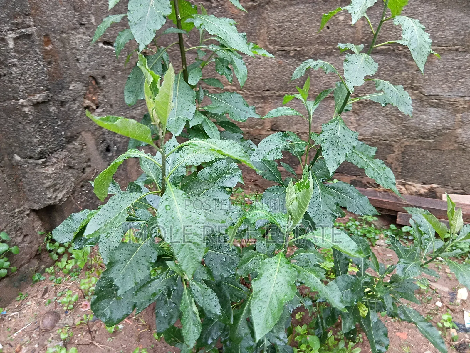 2 Acers Waterfront of Land Ebute Ikorodu Lagos in Ikorodu