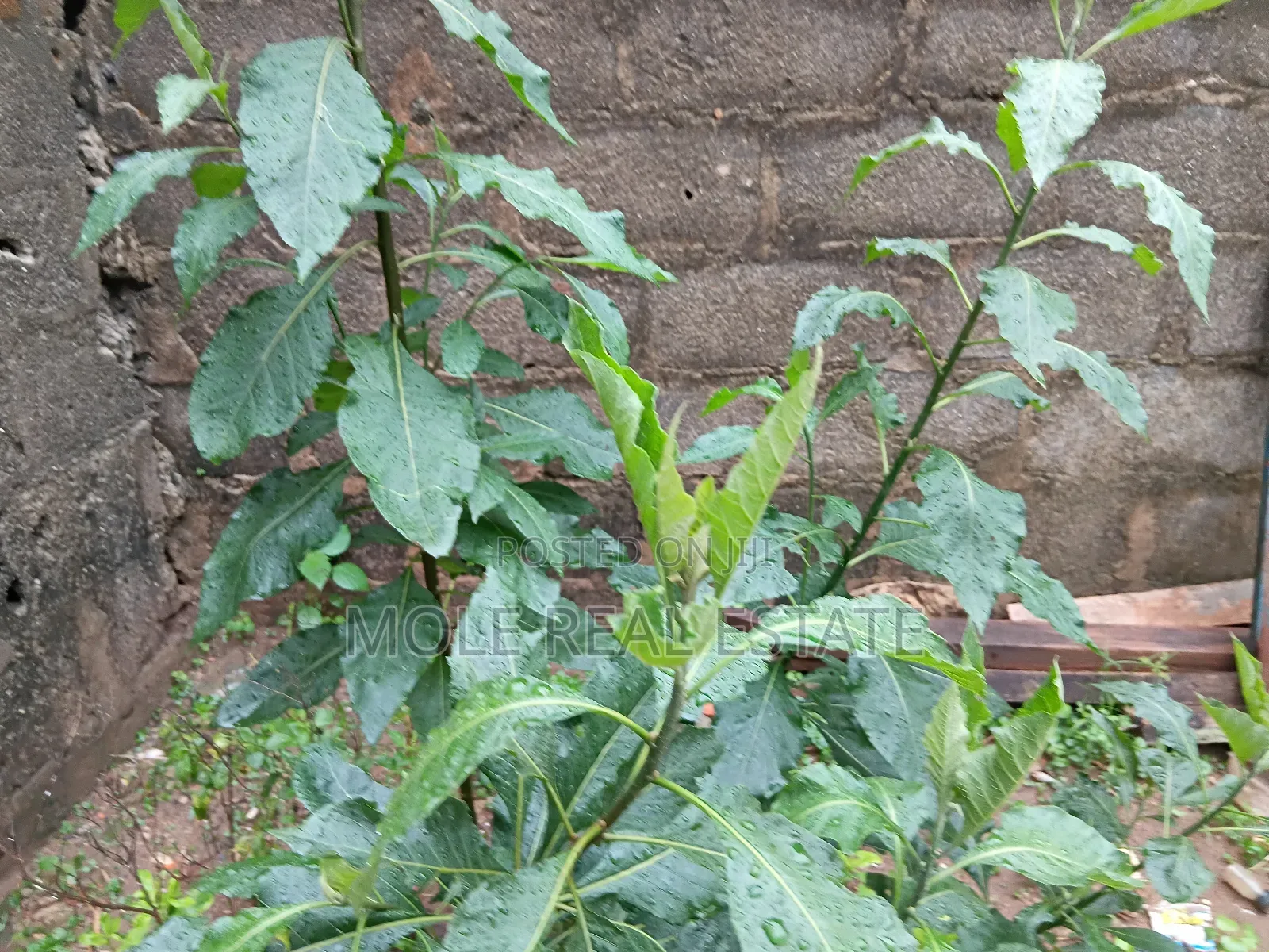 1 Acer of Land Waterfront Ebute Ikorodu Lagos in Ikorodu