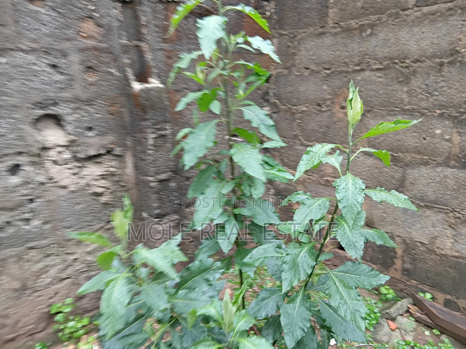 20 Acers Lagosibadan Express B/4 Danco Petrol Station in Obafemi-Owode