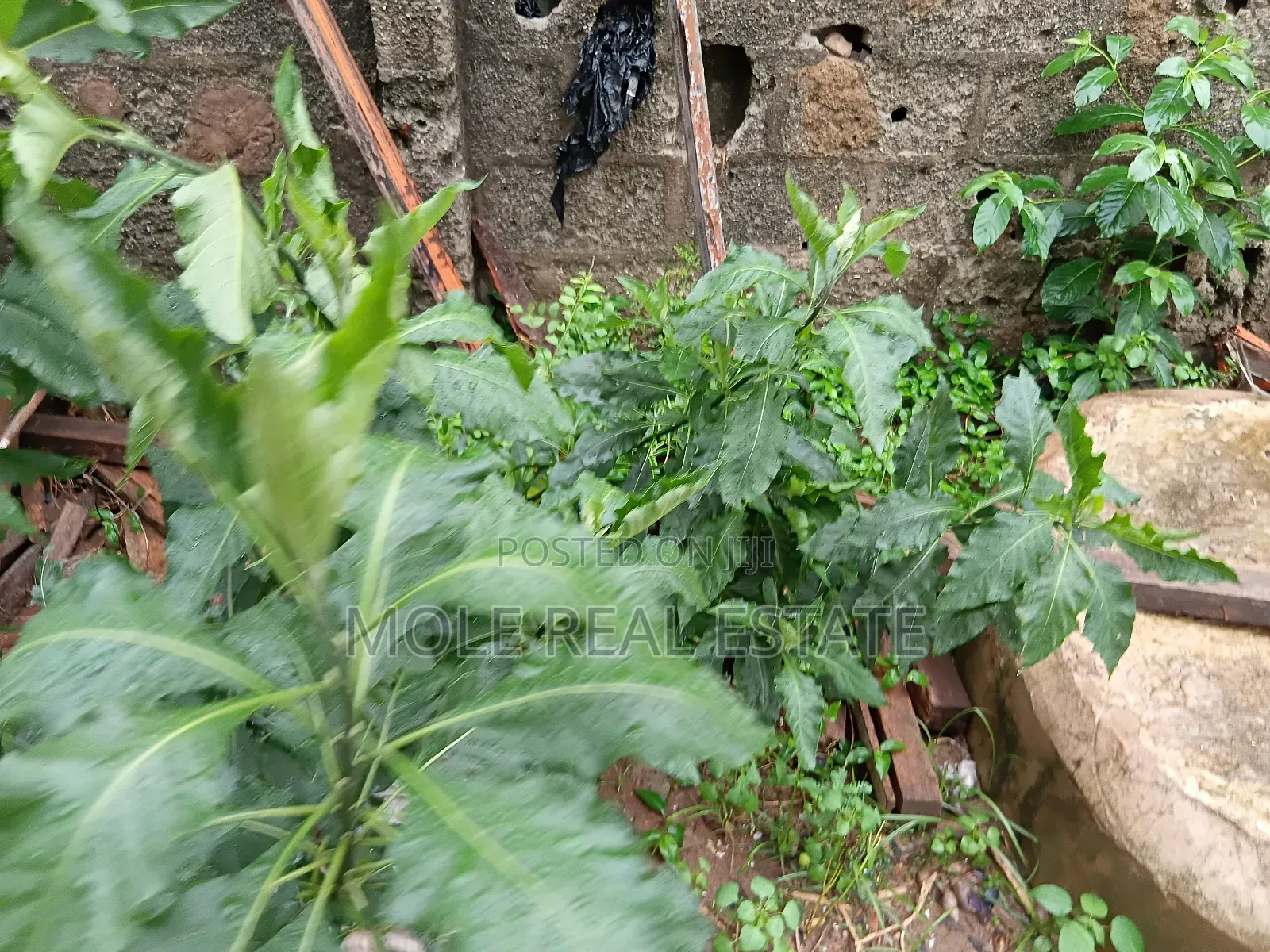 Half Plot Of Land Agege Dopemu Prime Location in Agege