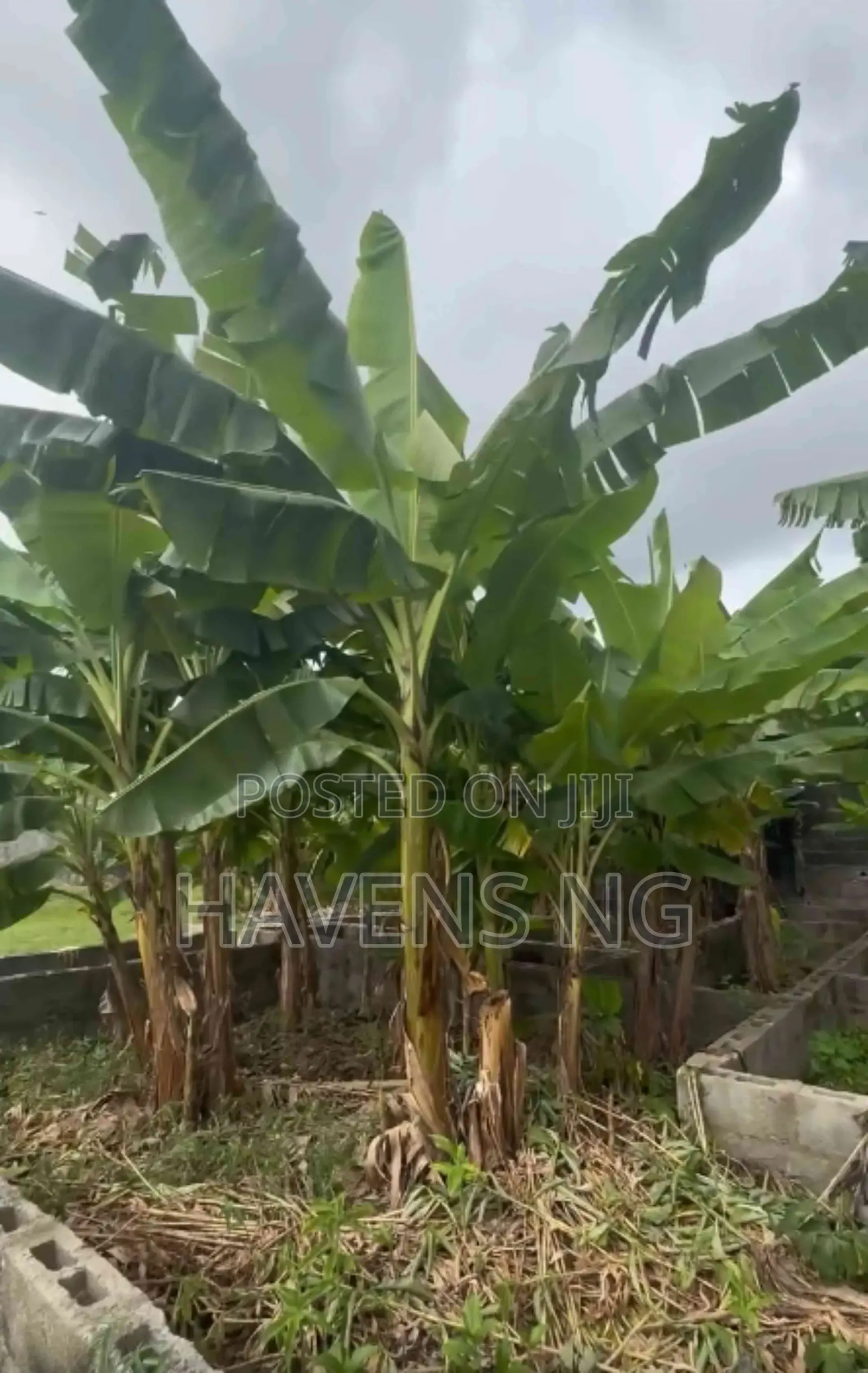 1 Plot of Land for Sale – Eliozu, Port Harcourt in Eliozu