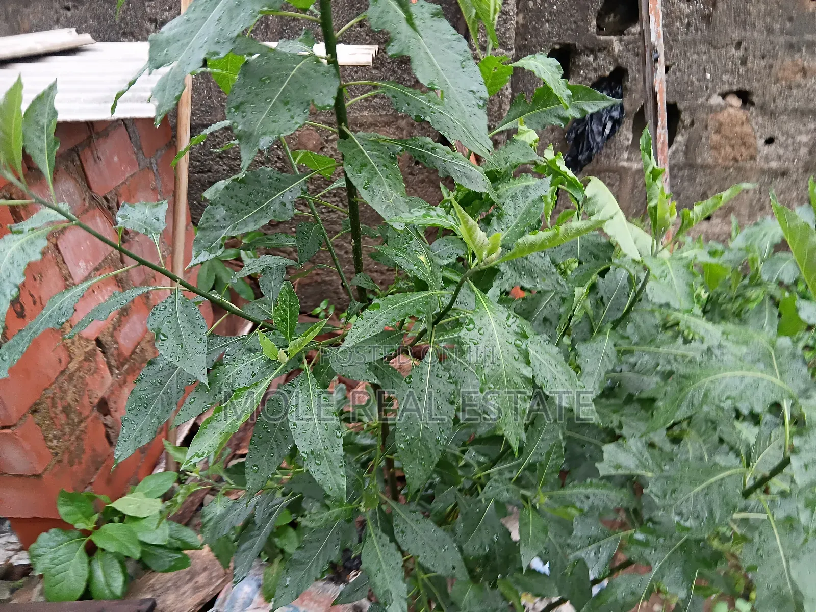 2000+ Acers Farm/Ind. Ijebu North by Odogbolu Ogun State in Ijebu