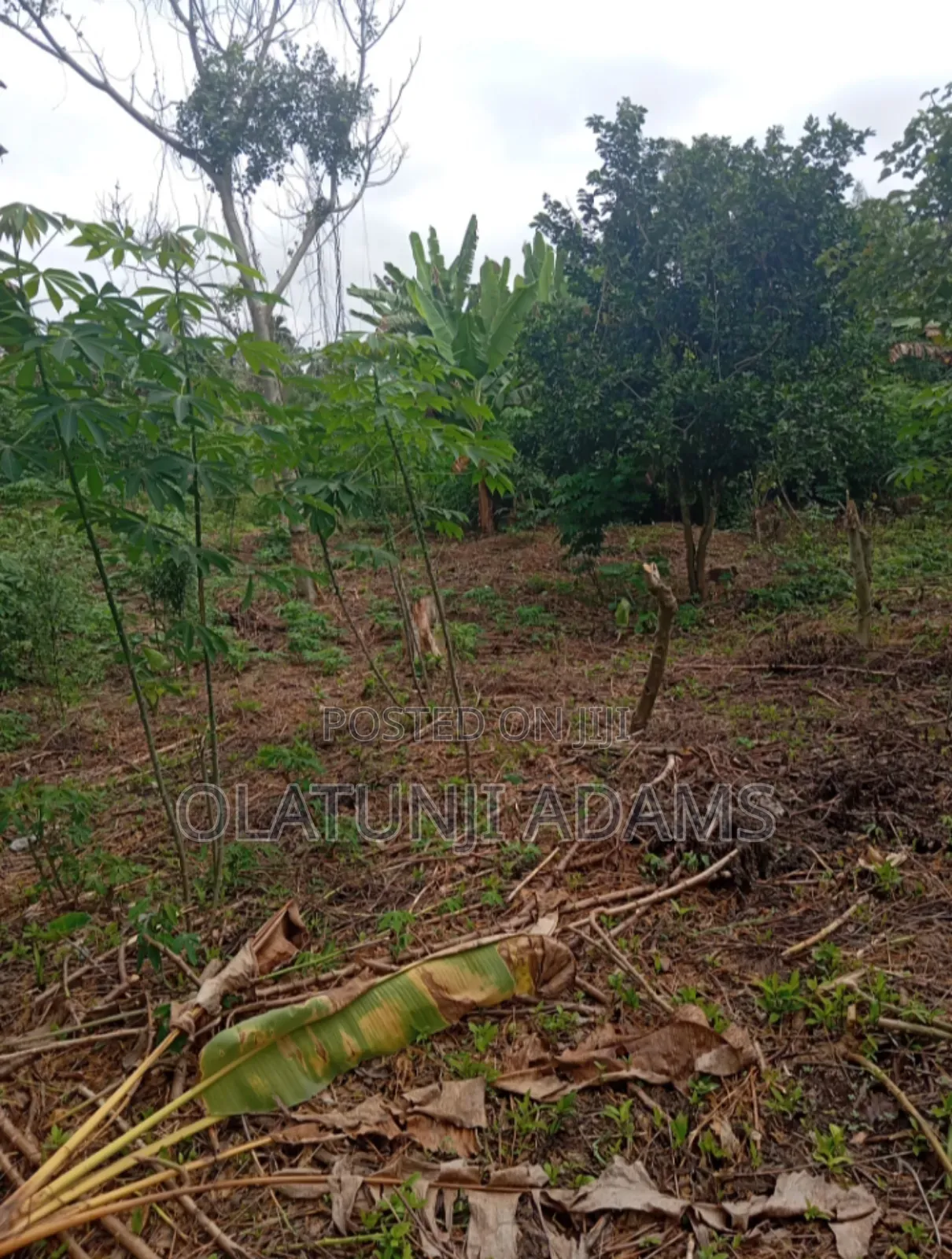 3000acres of Farmland at Ikire Town in Osogbo