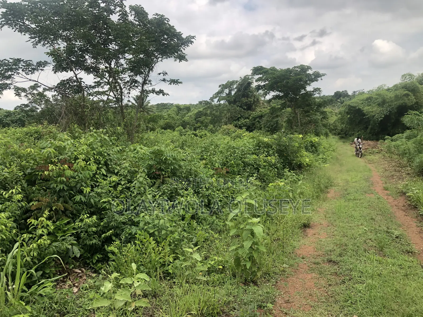 Good Land for Farming in Ogun State.Nigeria in Odeda