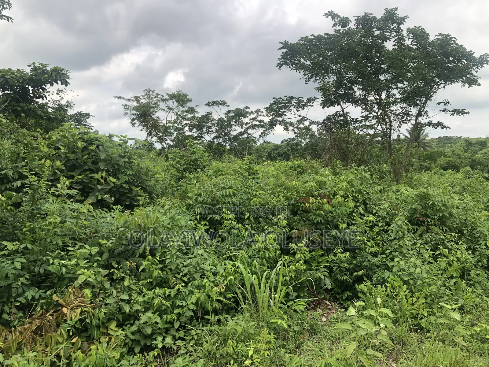 Good Land for Farming in Ogun State.Nigeria in Odeda