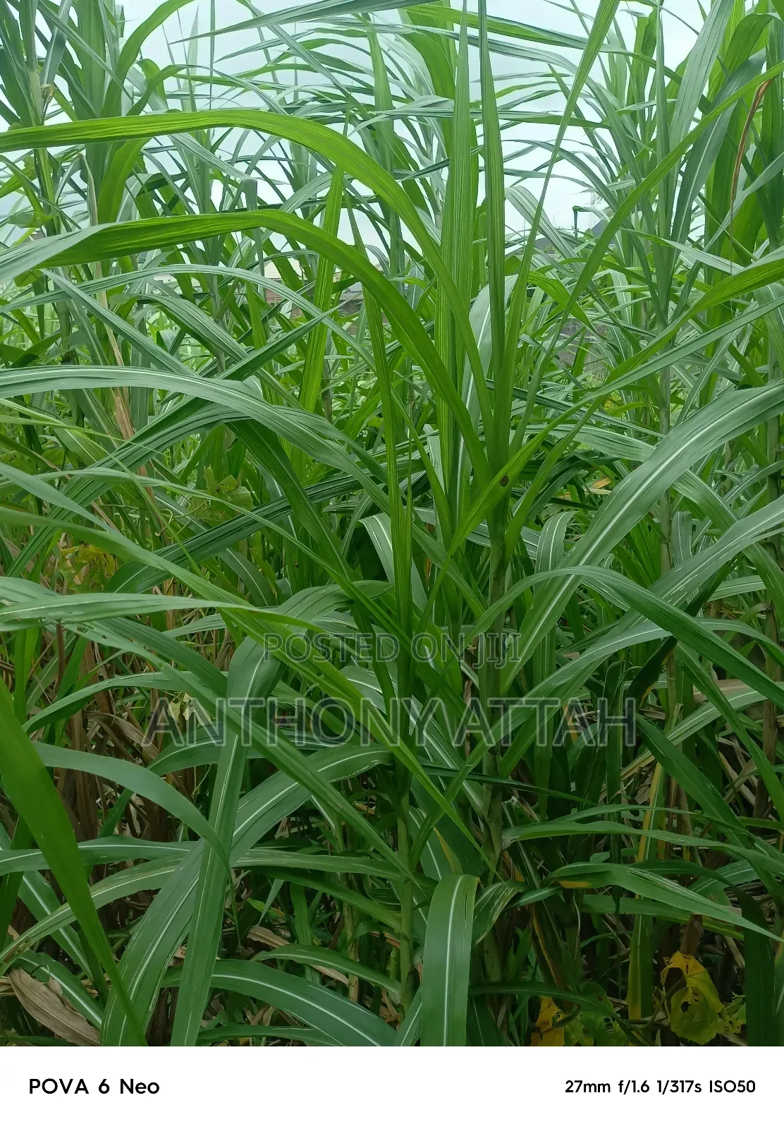 A Full Plot of Land at Gemade Est Egbeda LGS in Egbeda / Egbeda
