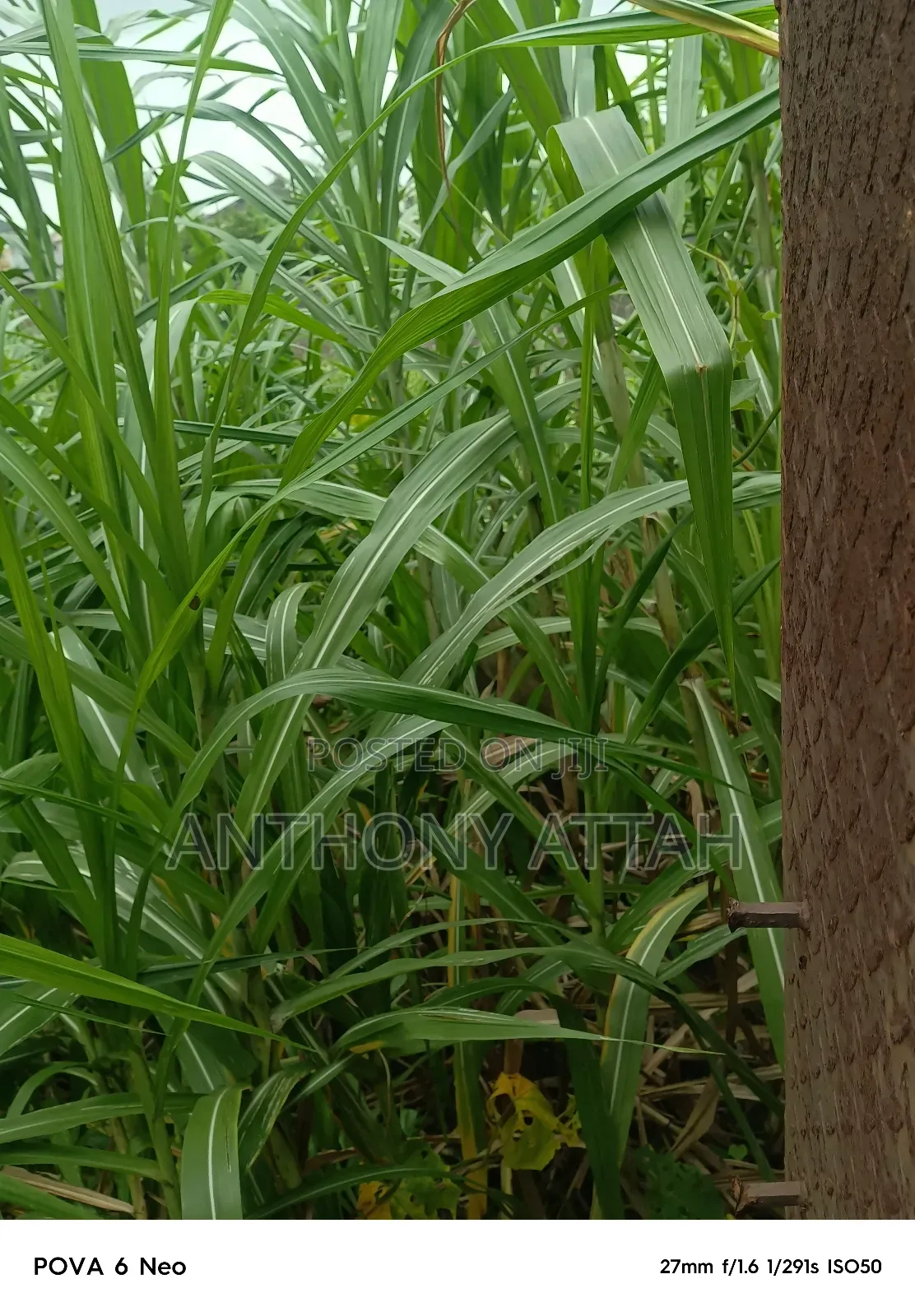 A Full Plot of Land at Gemade Est Egbeda LGS in Egbeda / Egbeda