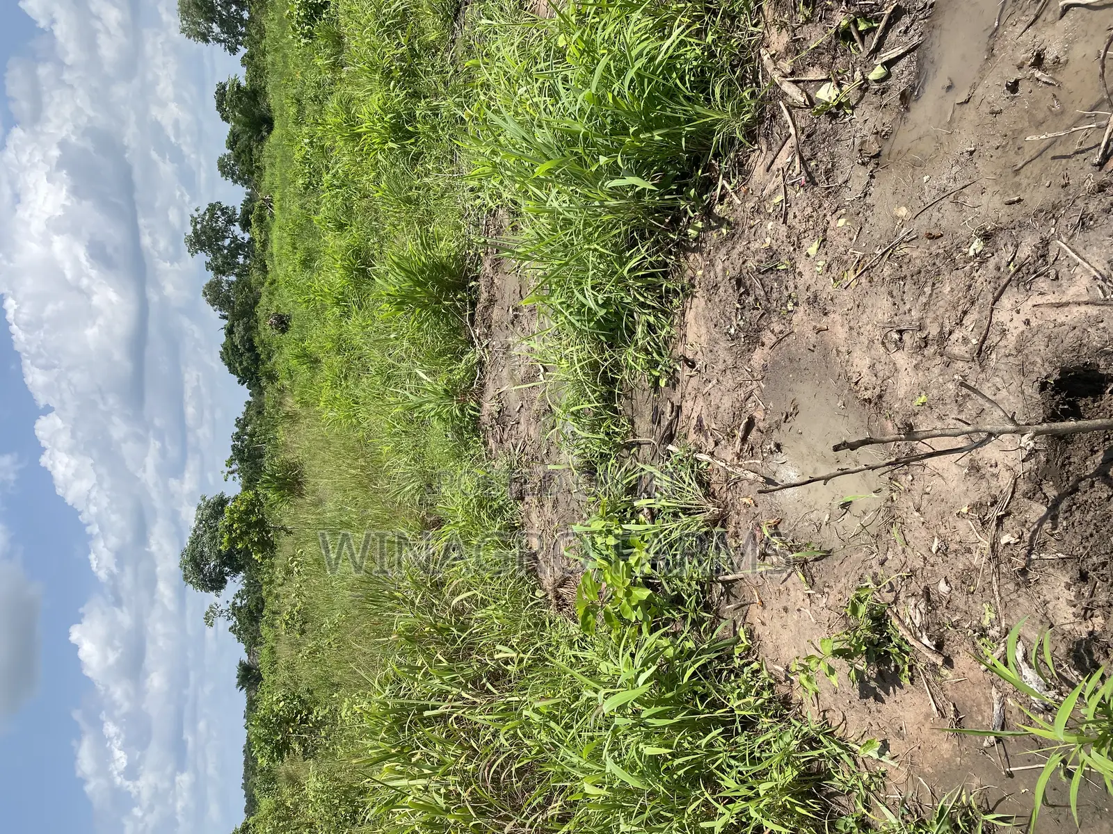 20 Acres Virgin Farmland in Abeokuta South