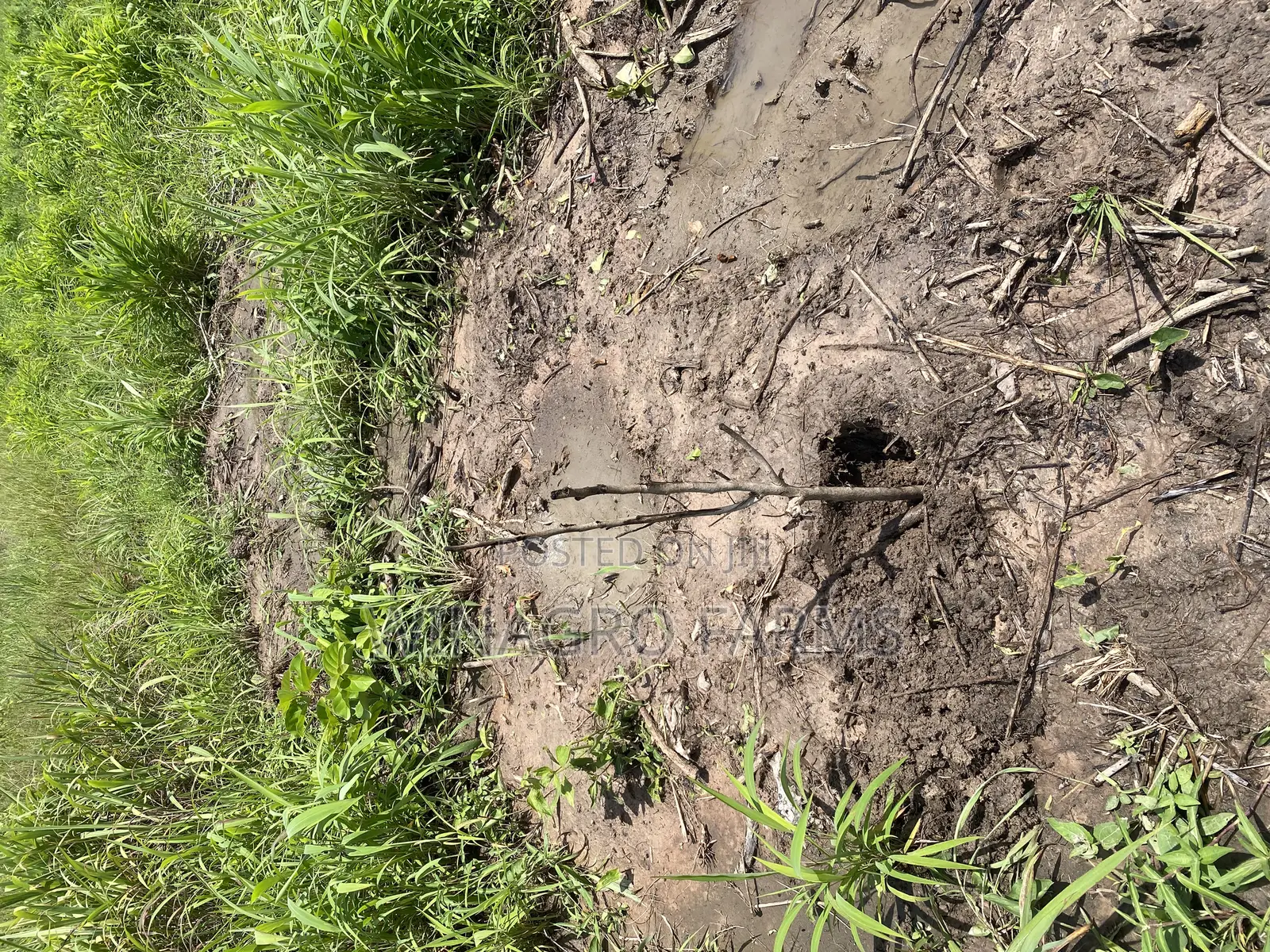 20 Acres Virgin Farmland in Abeokuta South