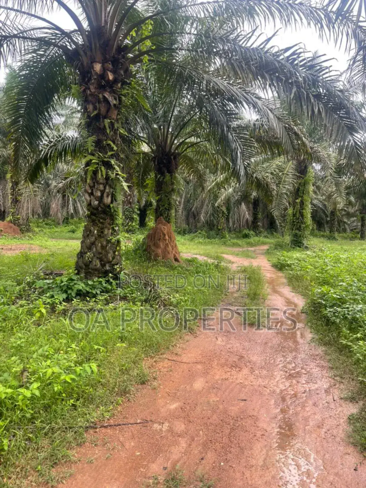 Acres of Palm Trees Land at Ijebu East,Off Benin / Ore Road in Ijebu