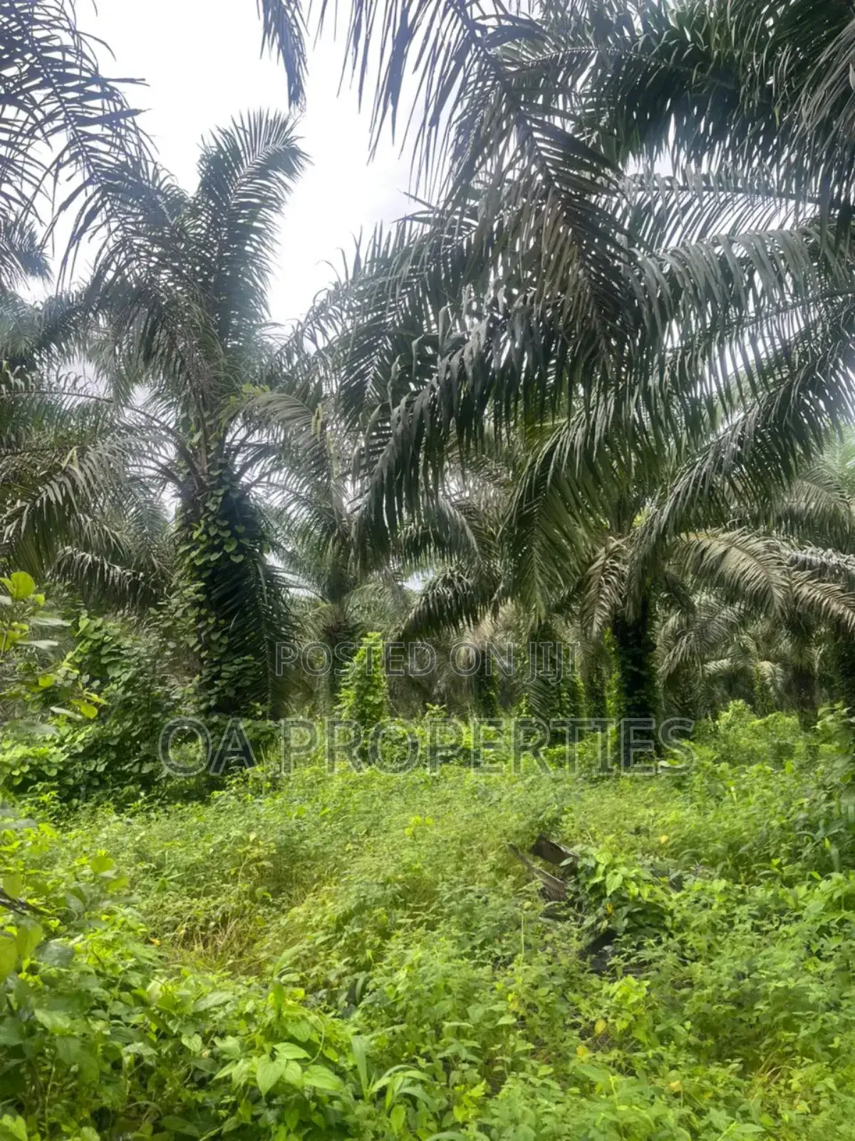 Acres of Palm Trees Land at Ijebu East,Off Benin / Ore Road in Ijebu