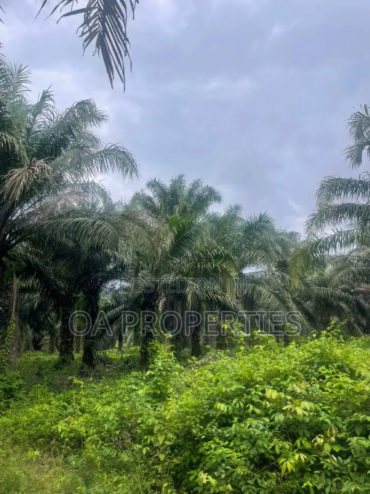 Acres of Palm Trees Land at Ijebu East,Off Benin / Ore Road in Ijebu